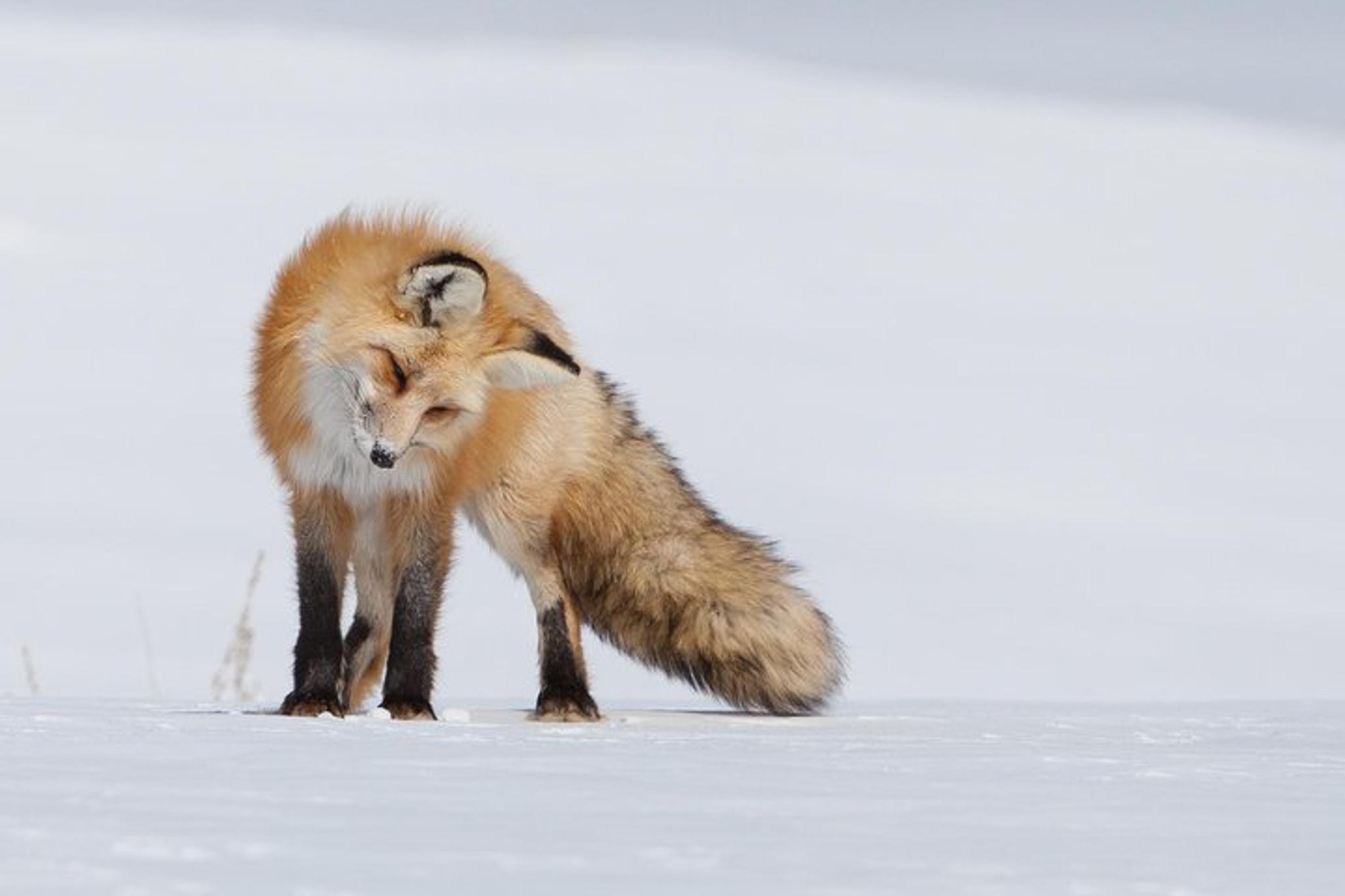 Jackson Hole Wildlife Safari - Image 4