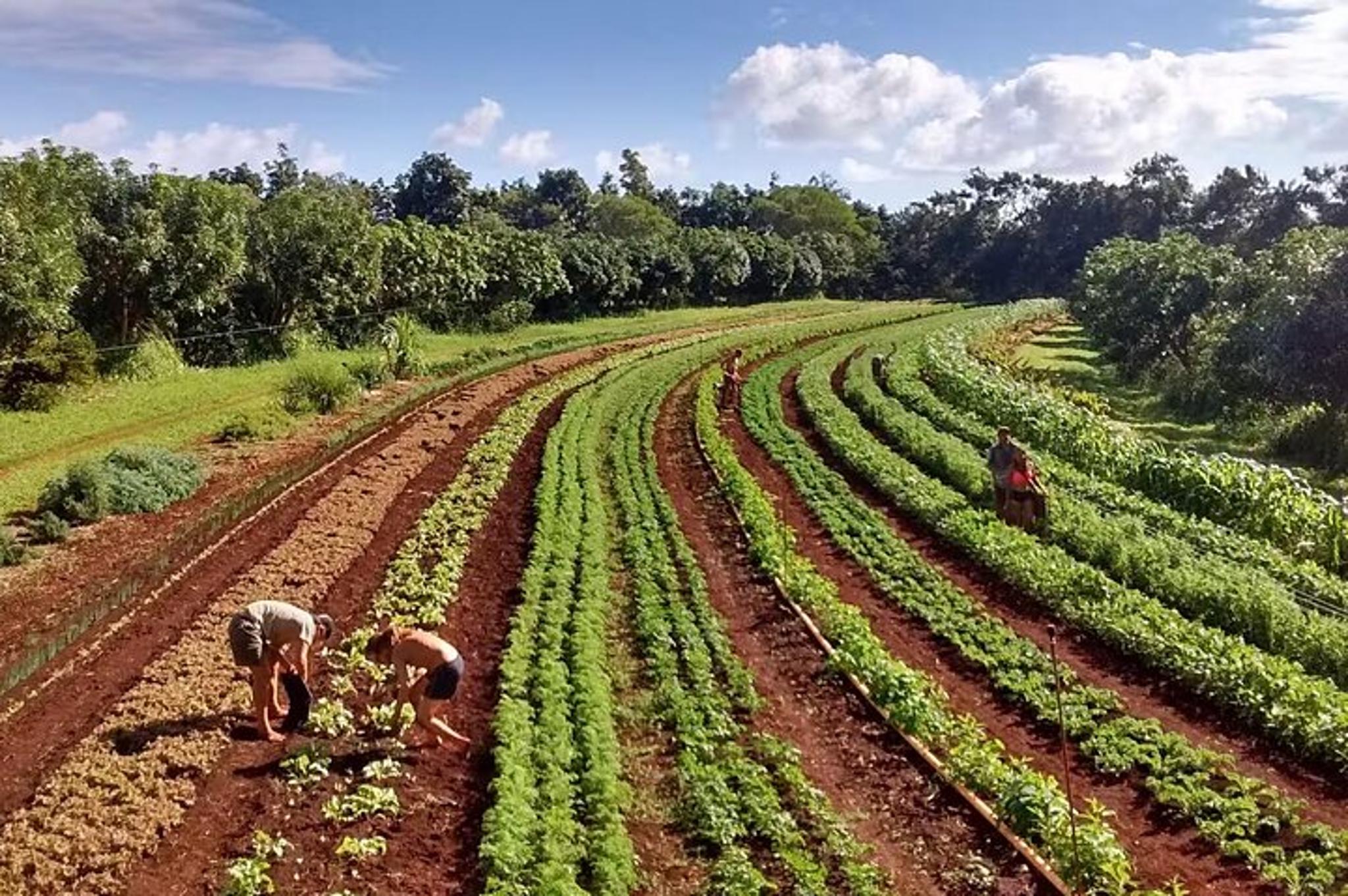 Kauai Tropical Fruit Tasting Tour
