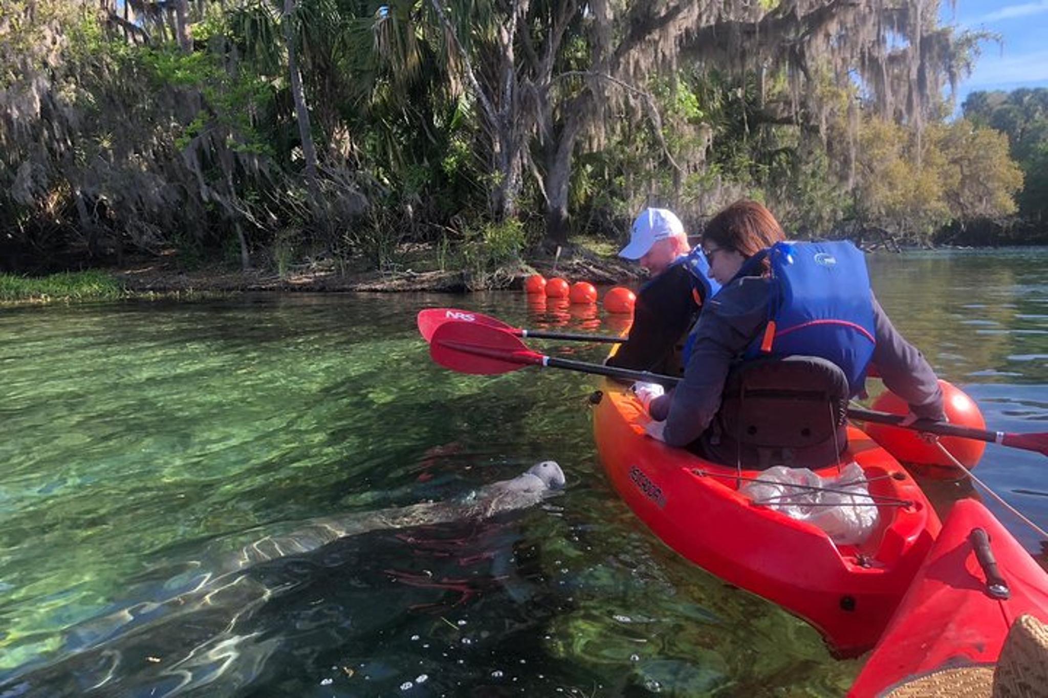 Orlando Manatee Kayak Tour 2 hr - Image 2