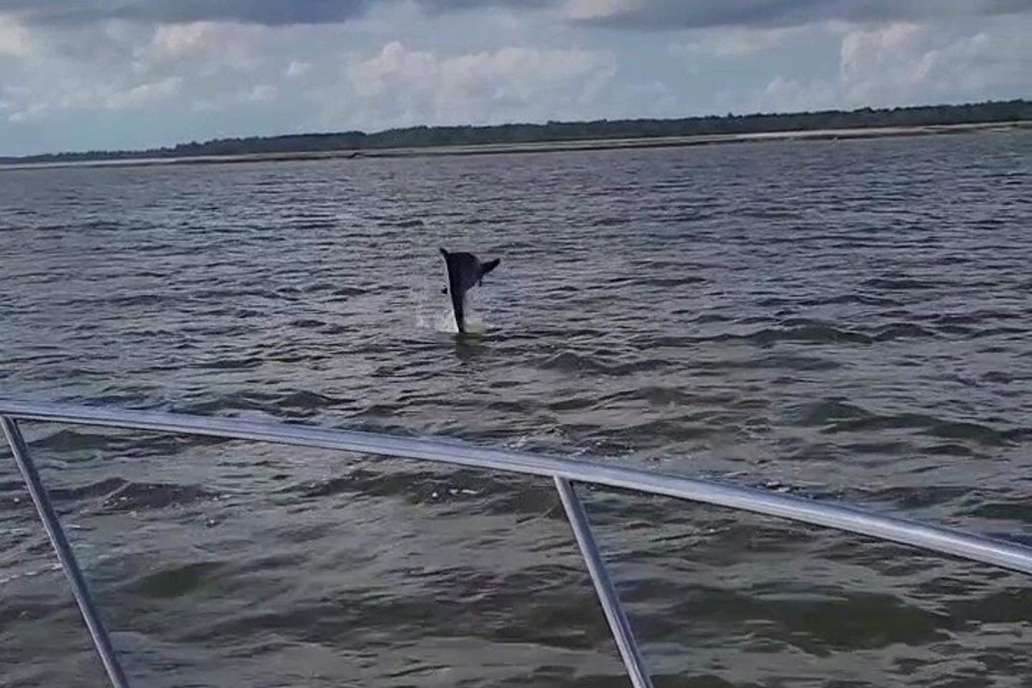 Hilton Head Island Dolphin Boat Tour - Image 2