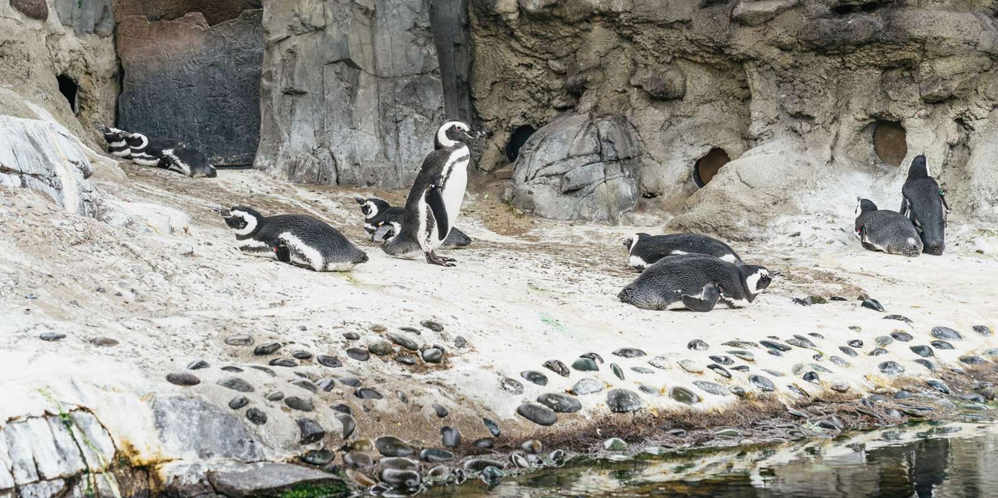 Long Beach Aquarium of the Pacific Entry - Image 5