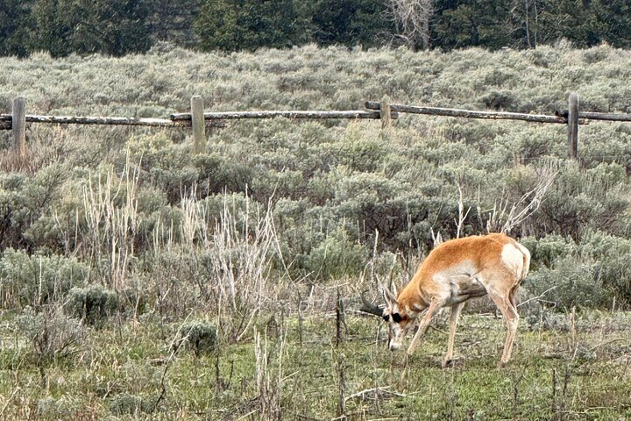 Grand Teton Scenic Sunrise Tour - Image 4