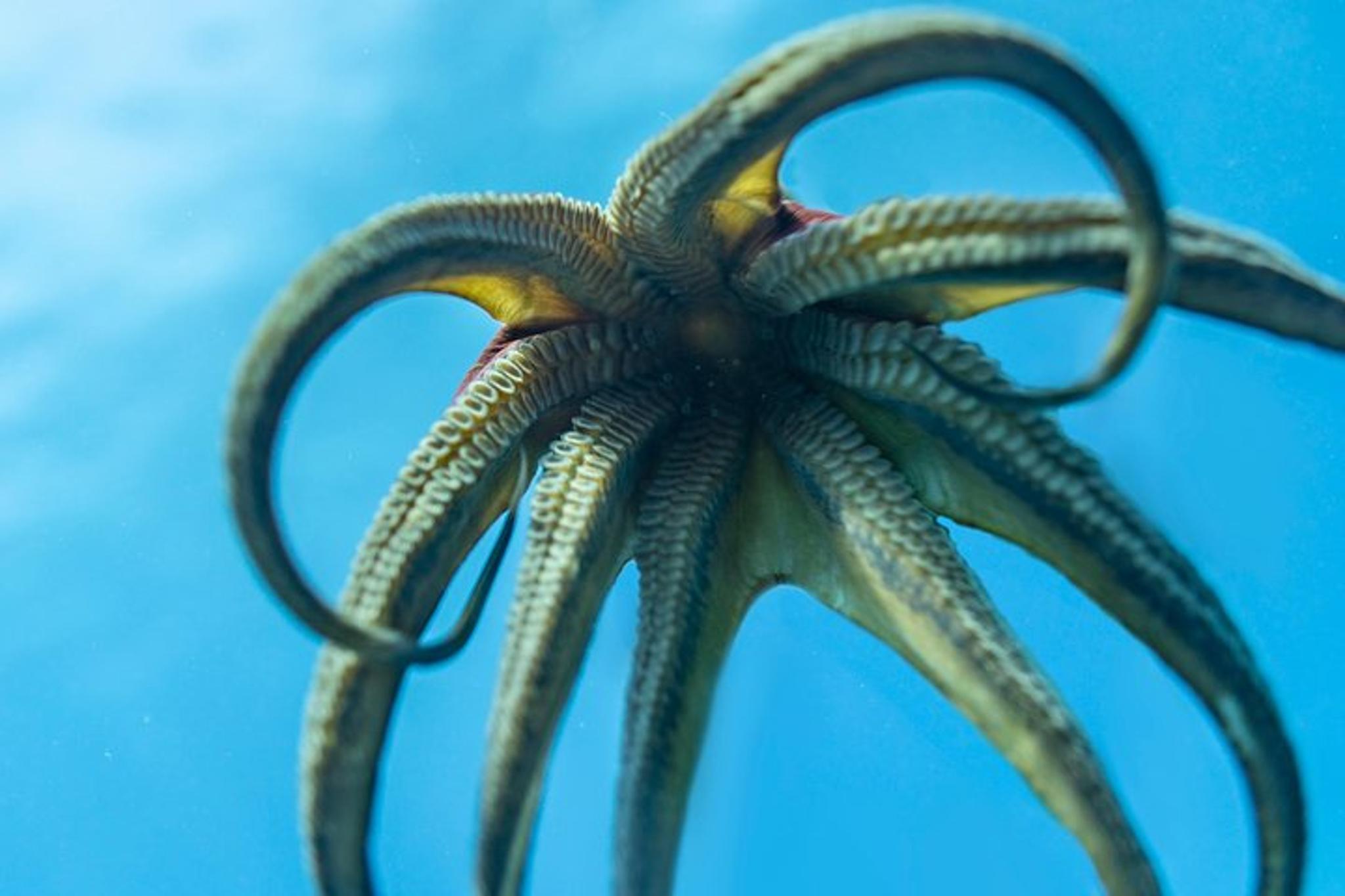 Waikiki SCUBA Diving Charter 3 hr - Image 4