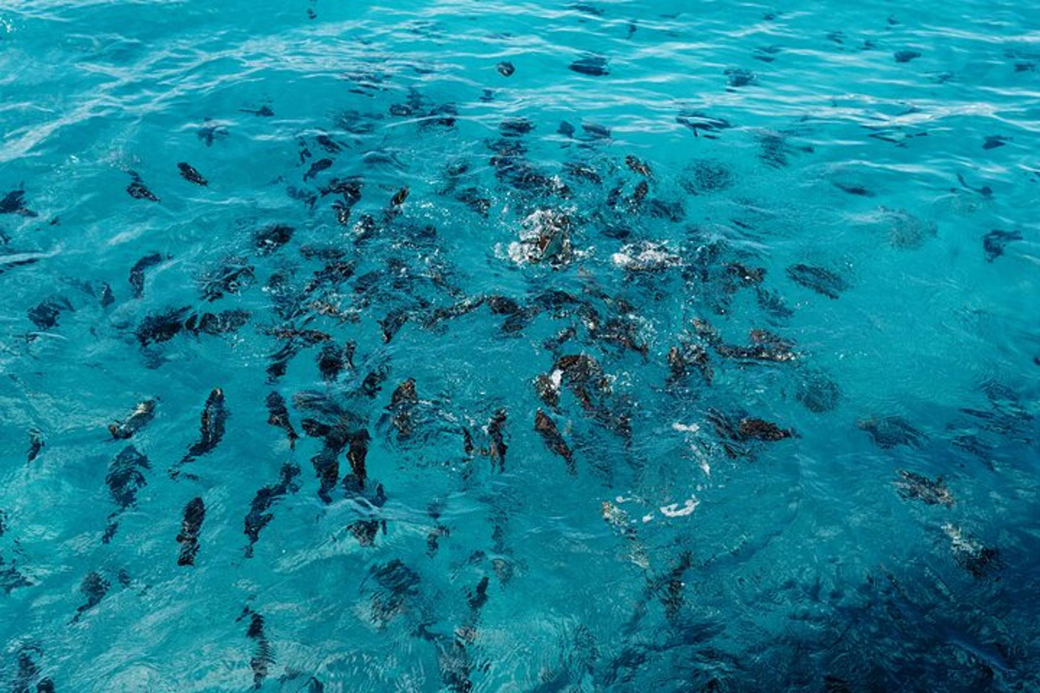 Honolulu Glass Bottom Boat Tour - Image 4