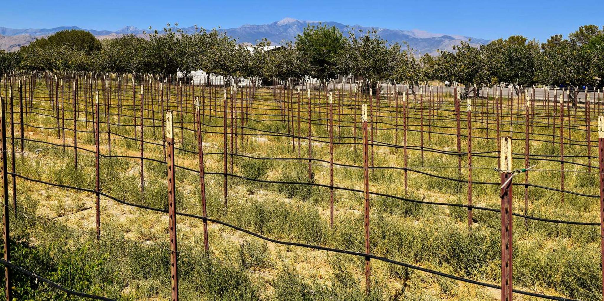 Las Vegas Wine Tasting Tour in Pahrump - Image 3