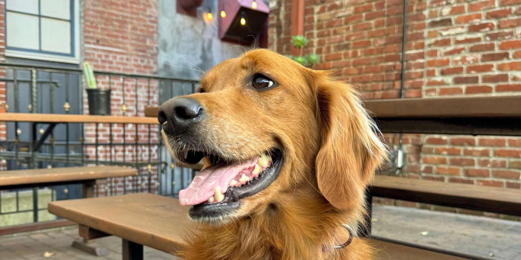 Oakland Brewery Crawl with Tastings 4 hr - Image 5