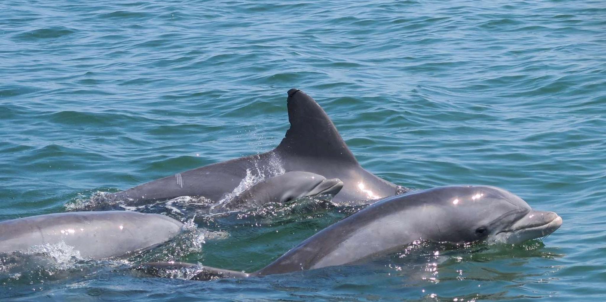 Ocean City Assateague Island Cruise - Image 5