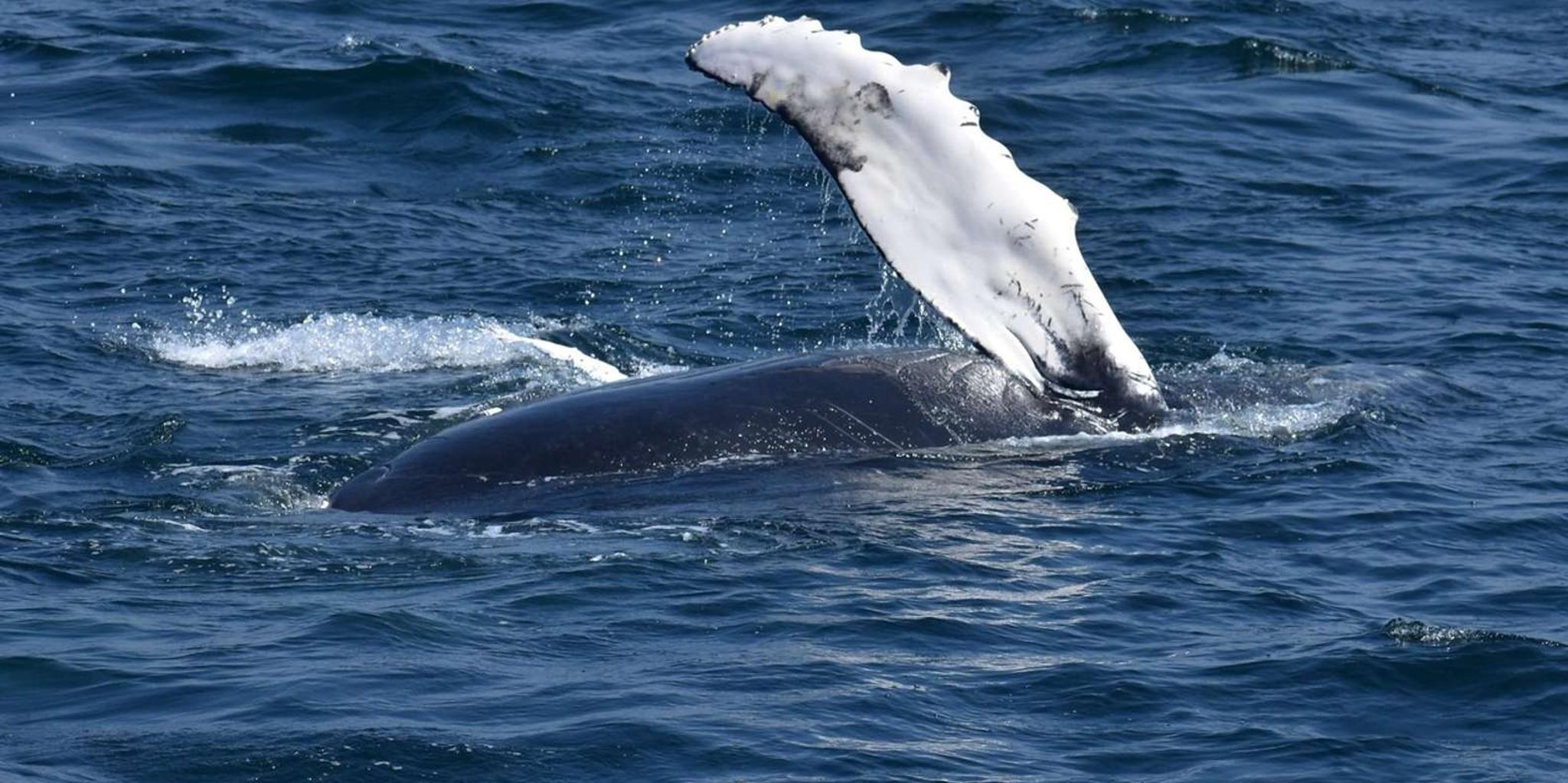 Juneau Whale Watching and Mendenhall Glacier Tour - Image 6