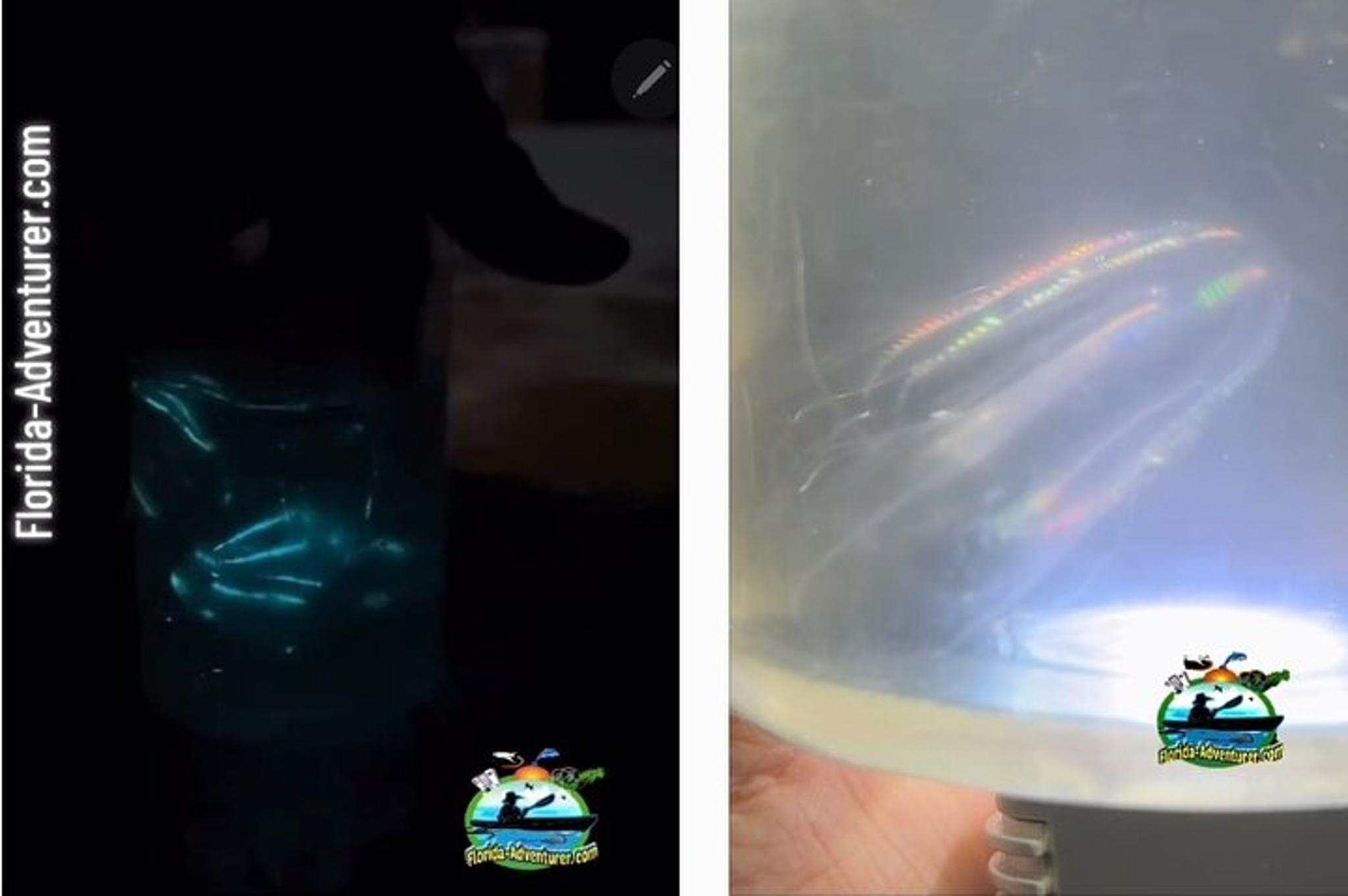 Cocoa Beach Clear Kayak Bioluminescence Tour 90 min - Image 3