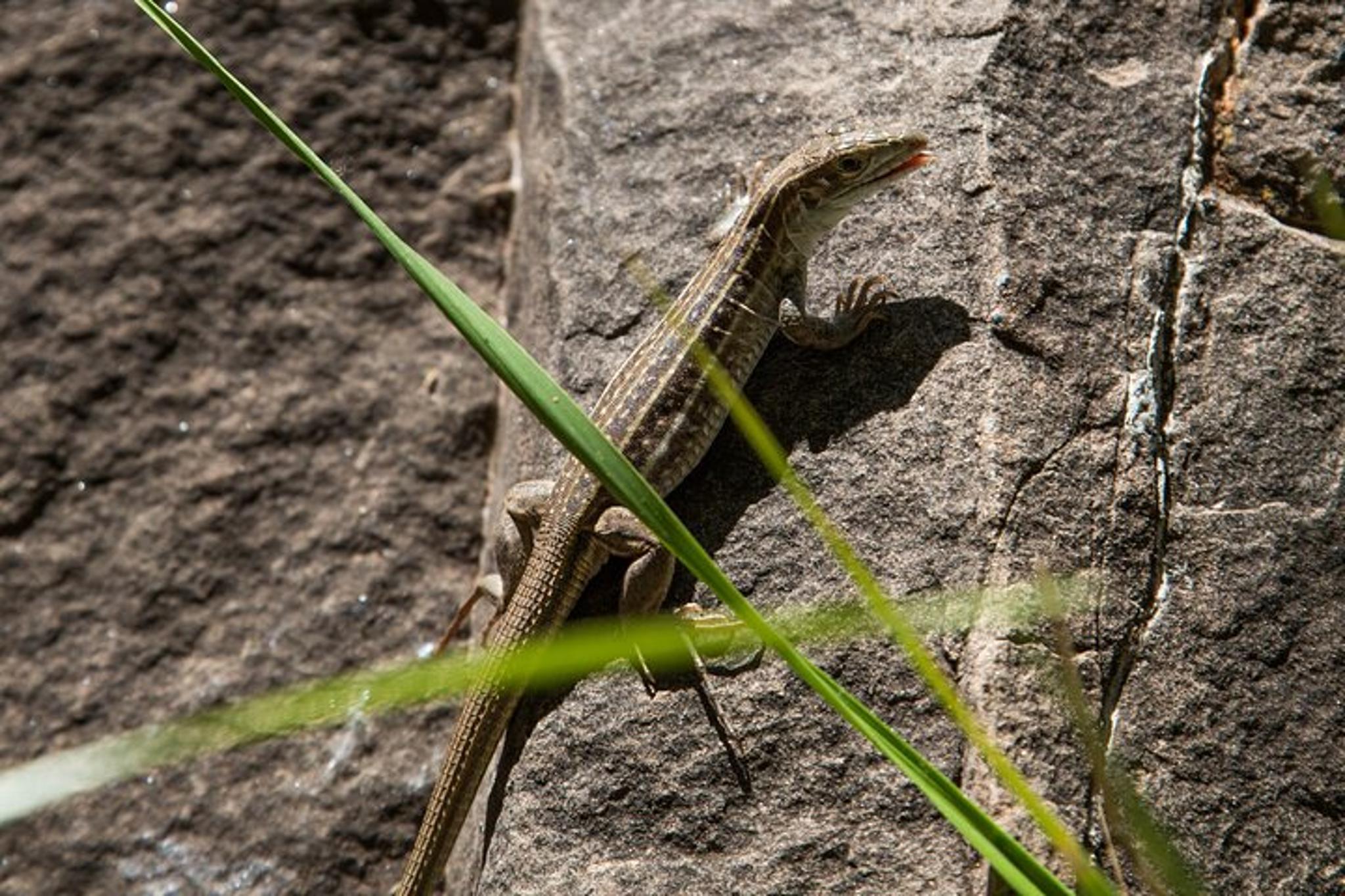 Phoenix Wilderness Hiking Tour - Image 6