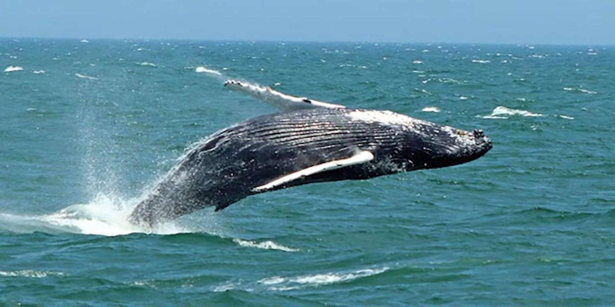 Cape May Whale and Dolphin Watching Cruise