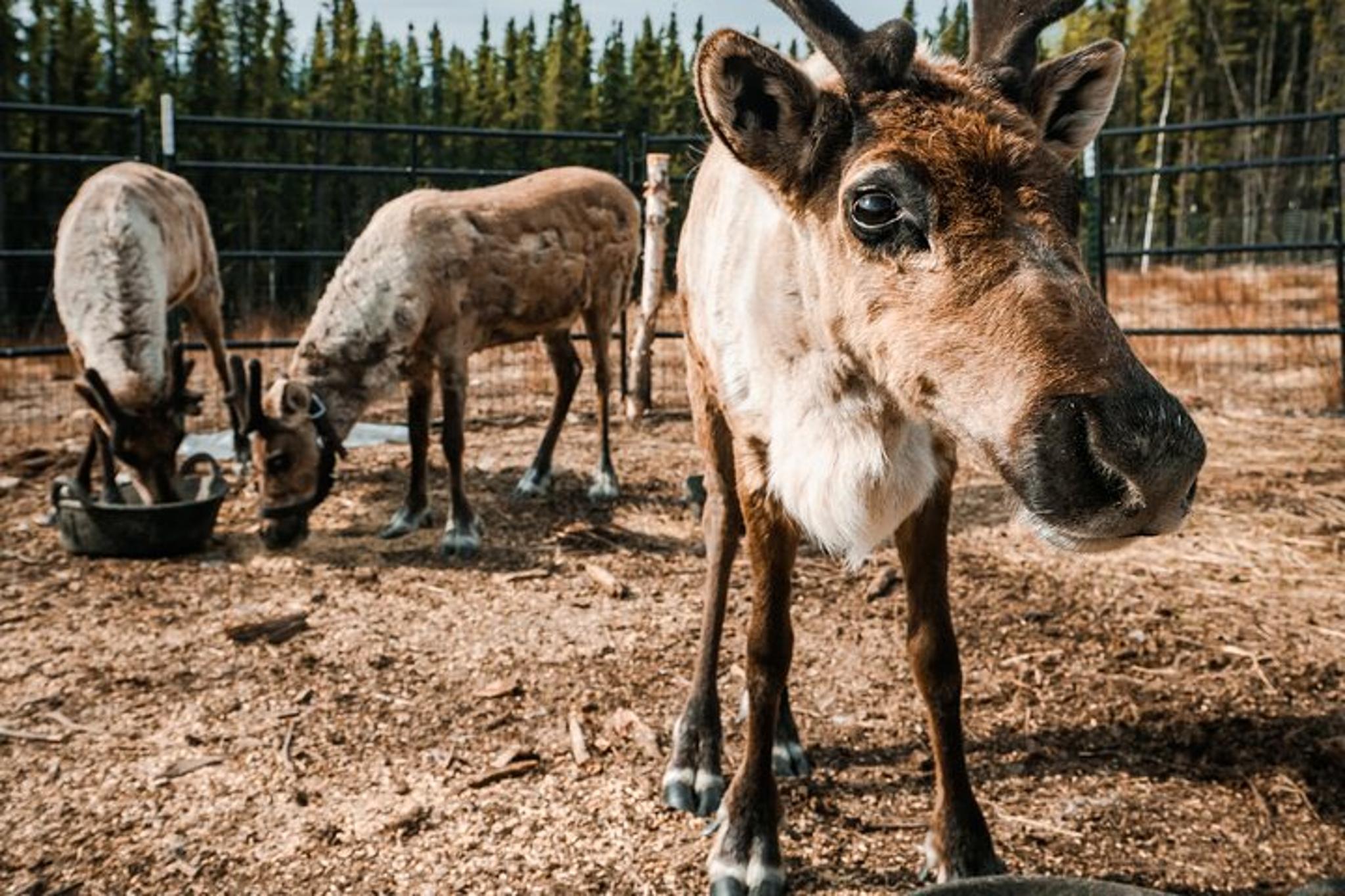 Fairbanks Reindeer Walking Experience 1 hr - Image 3