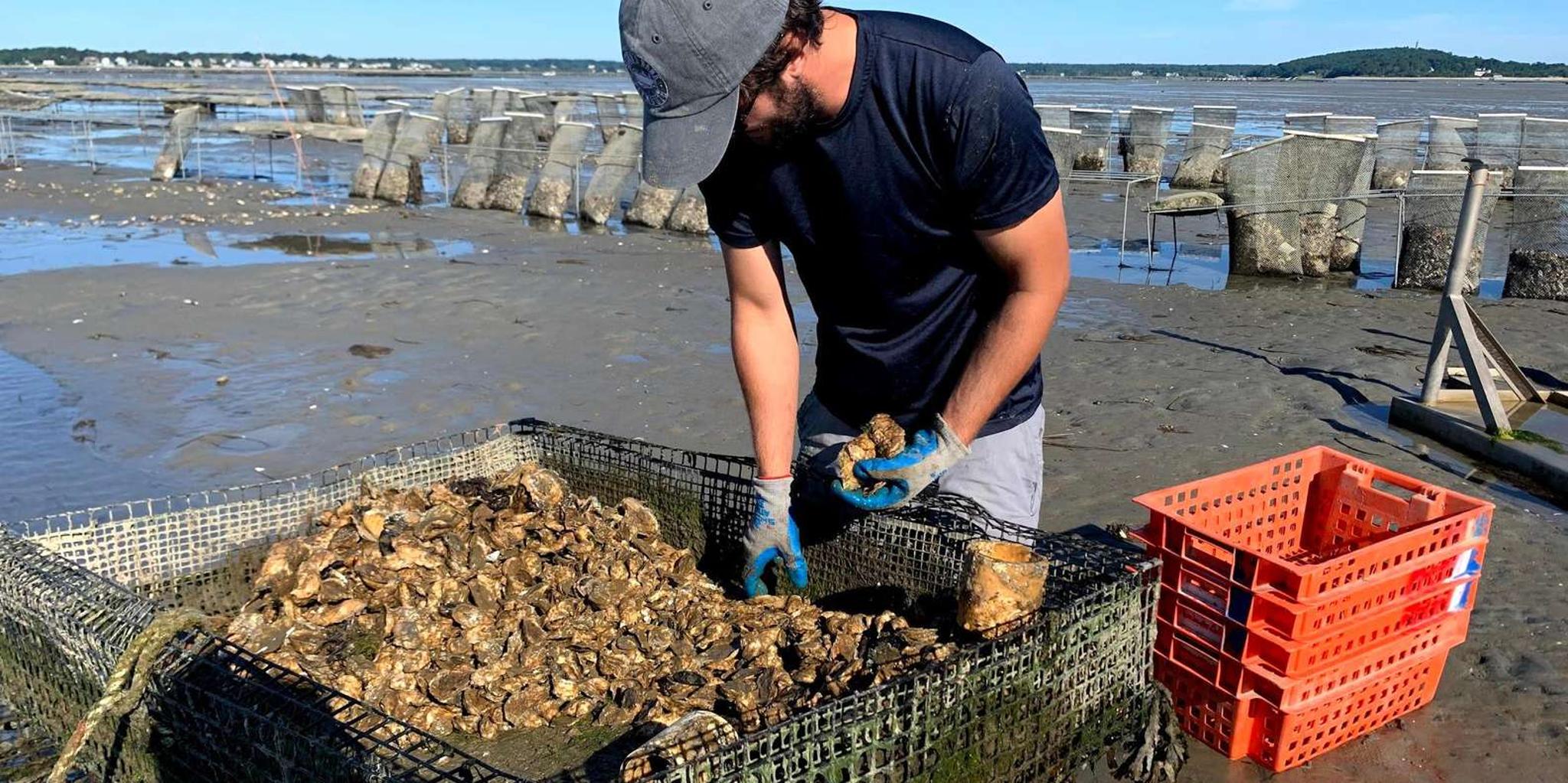 Plymouth Oyster Farm Boat Tour with Tasting - Image 2