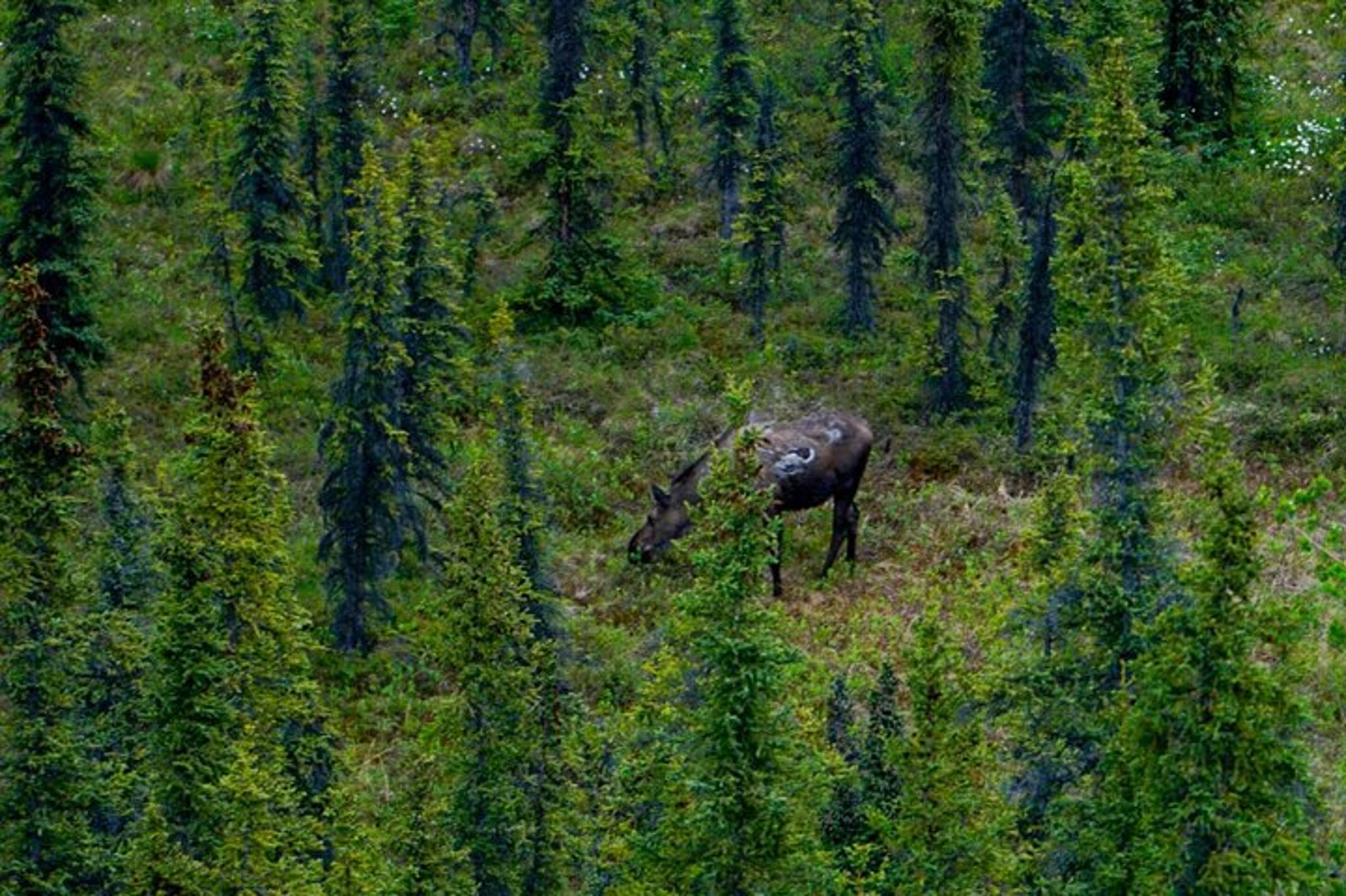 Denali Park Nature Walk with Expert Naturalist 3 hr - Image 3