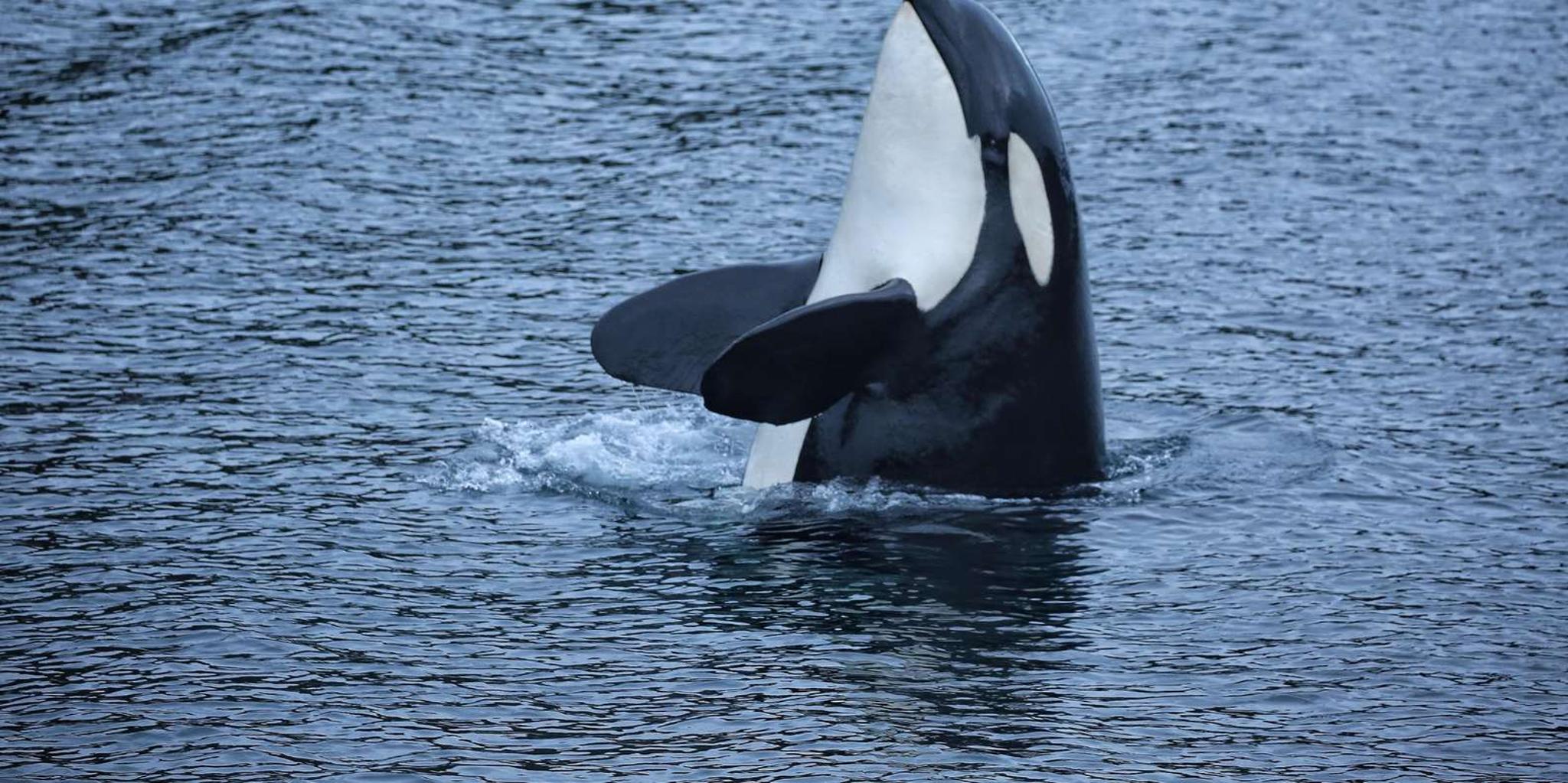 Sitka Whale Watching and Wildlife Tour - Image 1