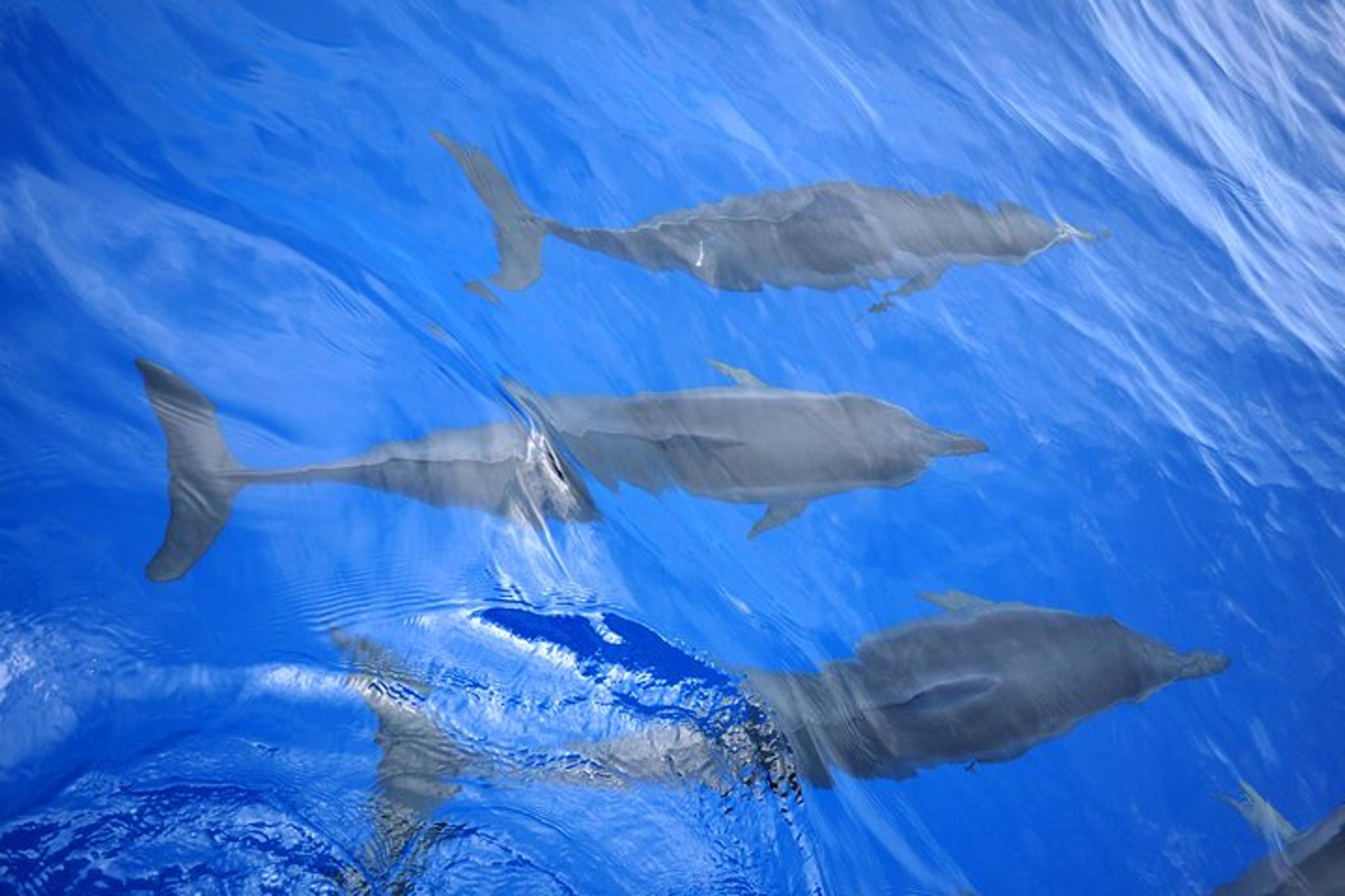Kailua-Kona Sail and Snorkel Adventure - Image 4