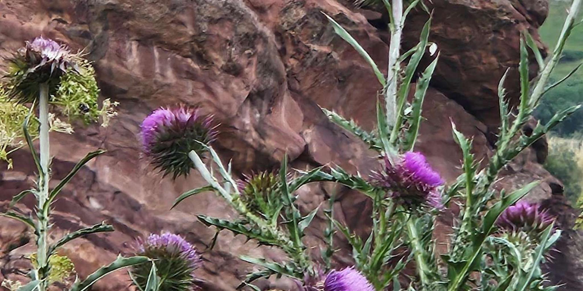 Denver Cannabis Tour at Sunset - Image 4