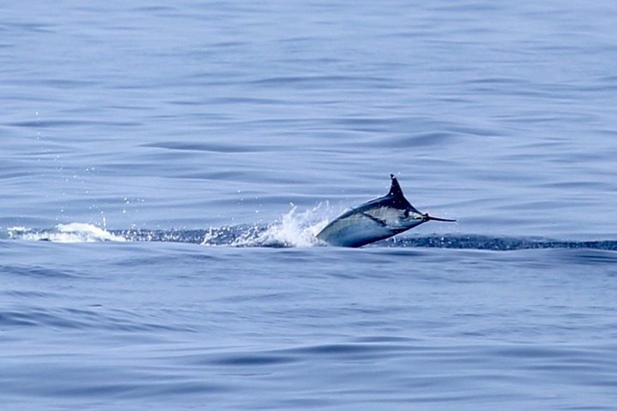 Kona Fishing Charter Full Day - Image 2