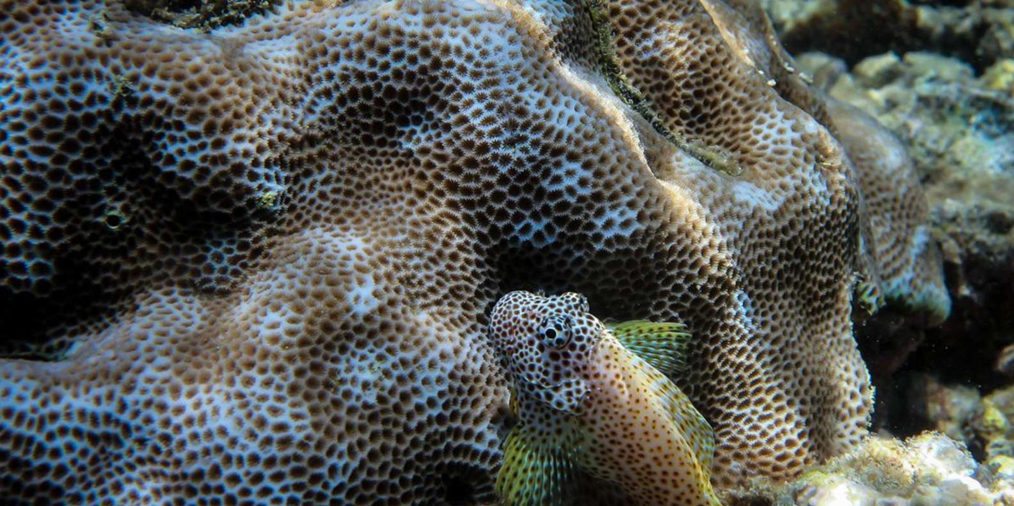 Lahaina Shore Diving Experience - Image 5