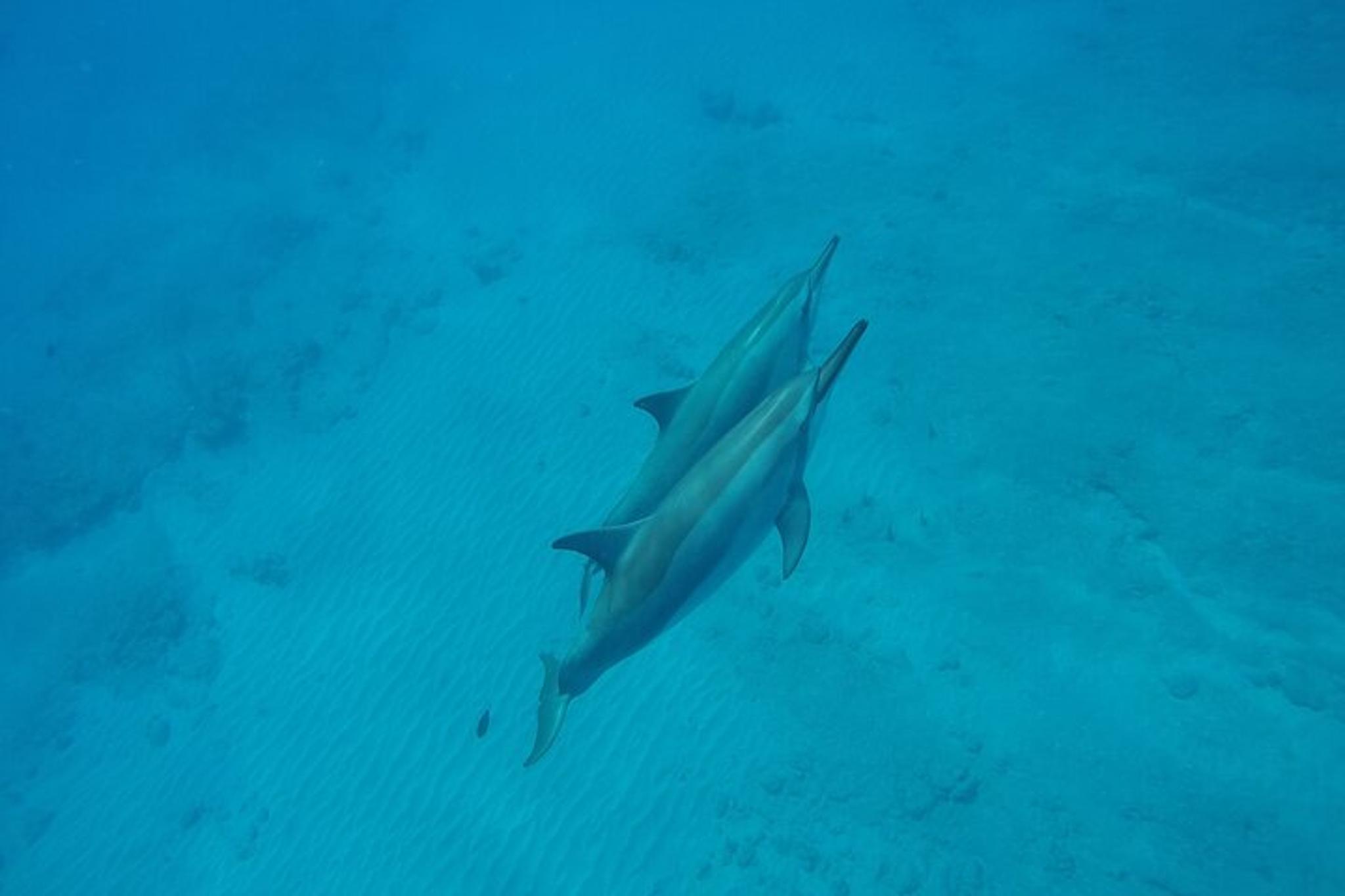 Kauai Snorkel Tour to Niihau - The Forbidden Island - Image 5