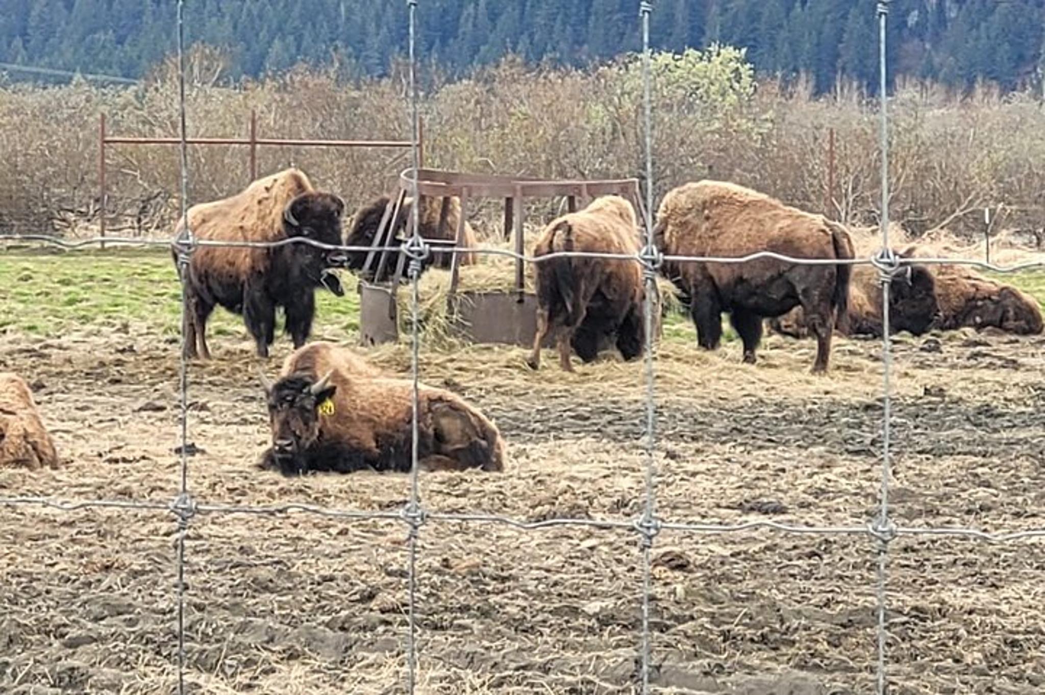 Anchorage Alaska Wildlife Conservation Center Tour