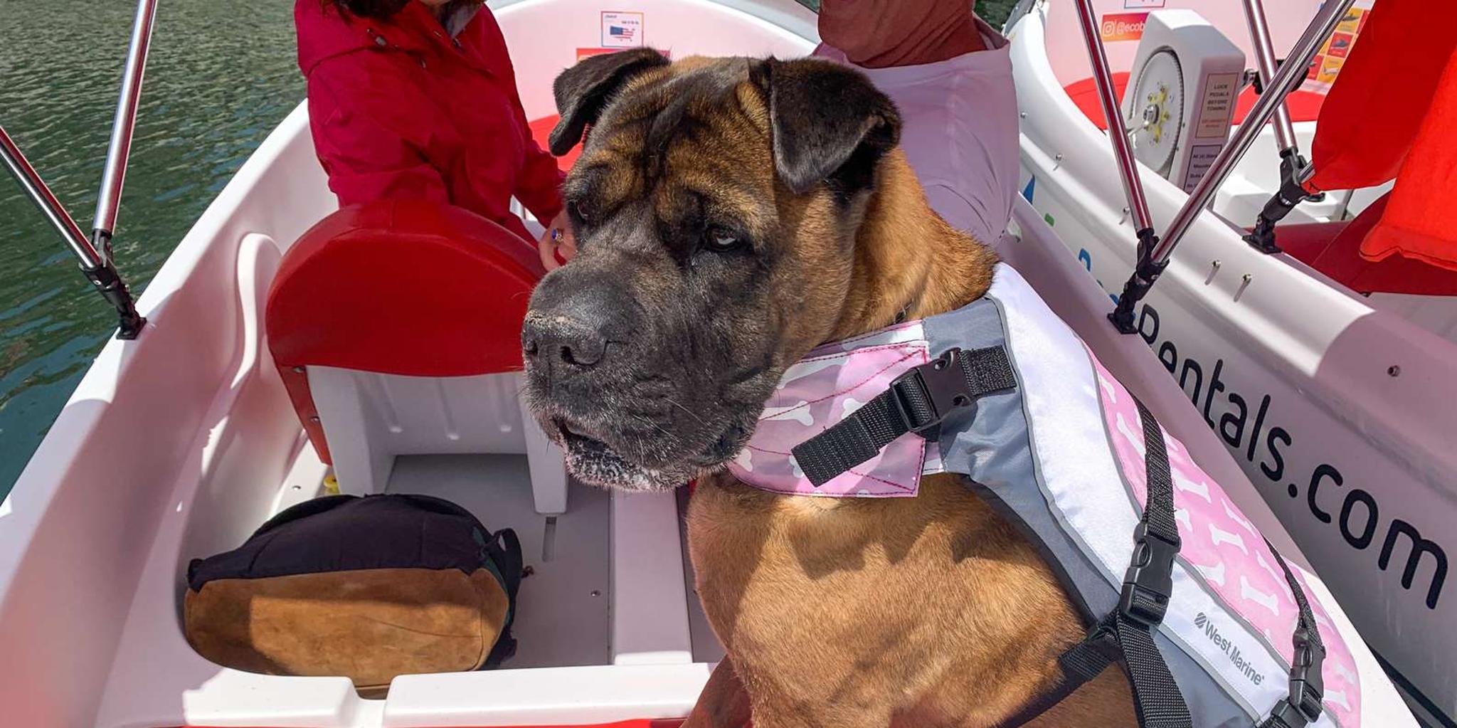 San Diego Bay Dog-Friendly Pedal Boat Rental - Image 6