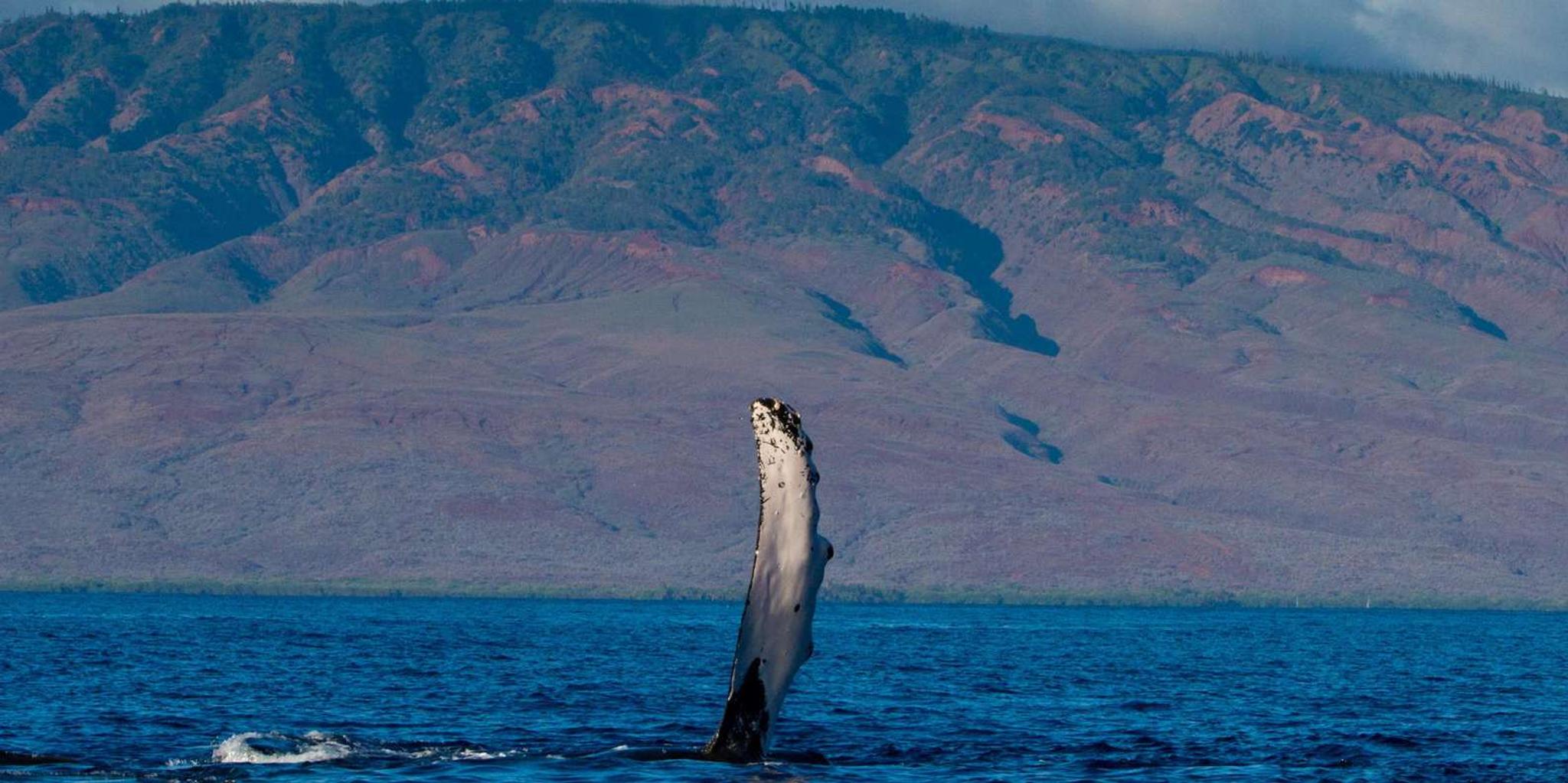 Maui Whale Watching Sail & Lunch - Image 3