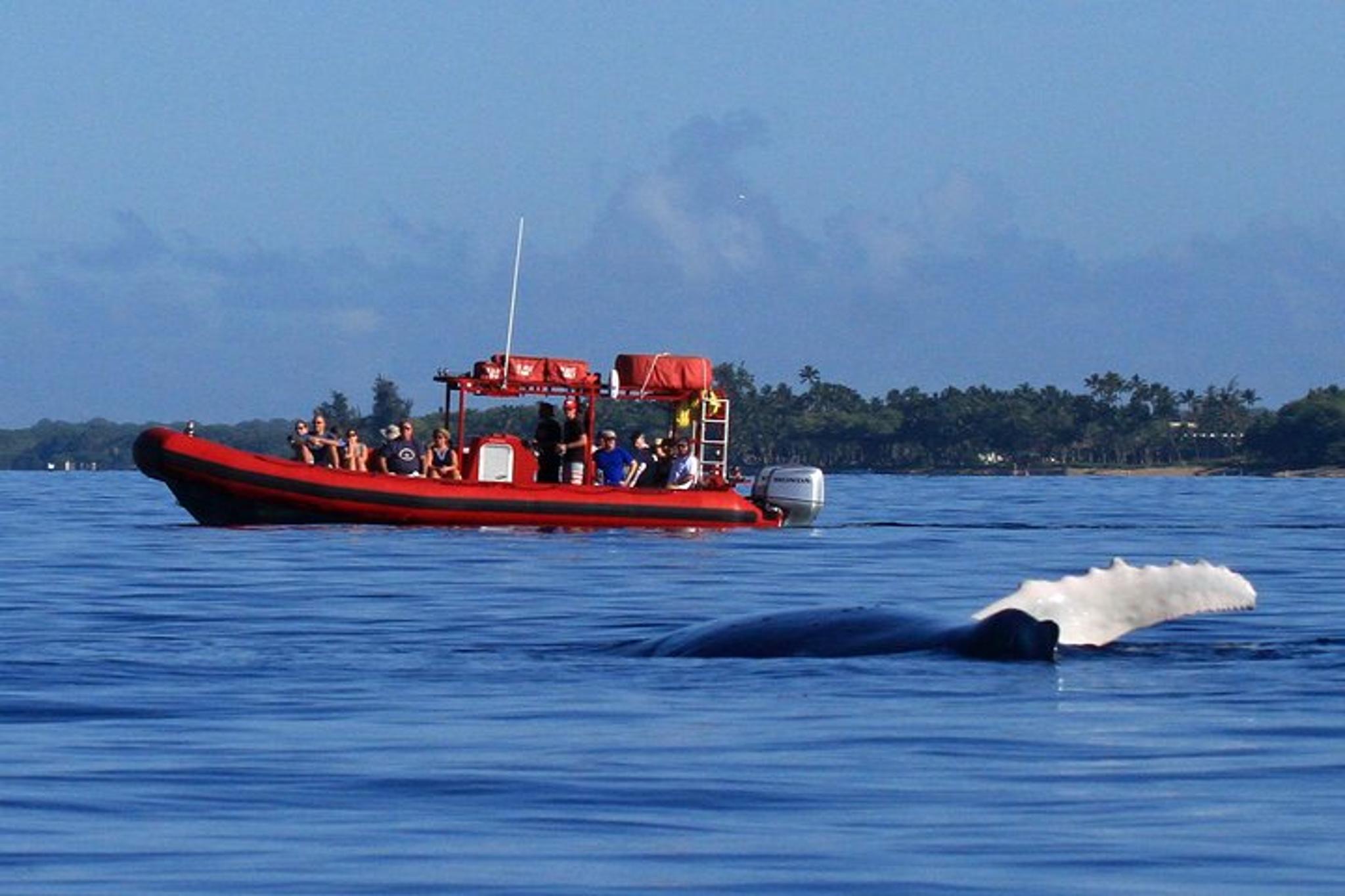 Maui Whale-Watching Raft Tour from Kihei - Image 5