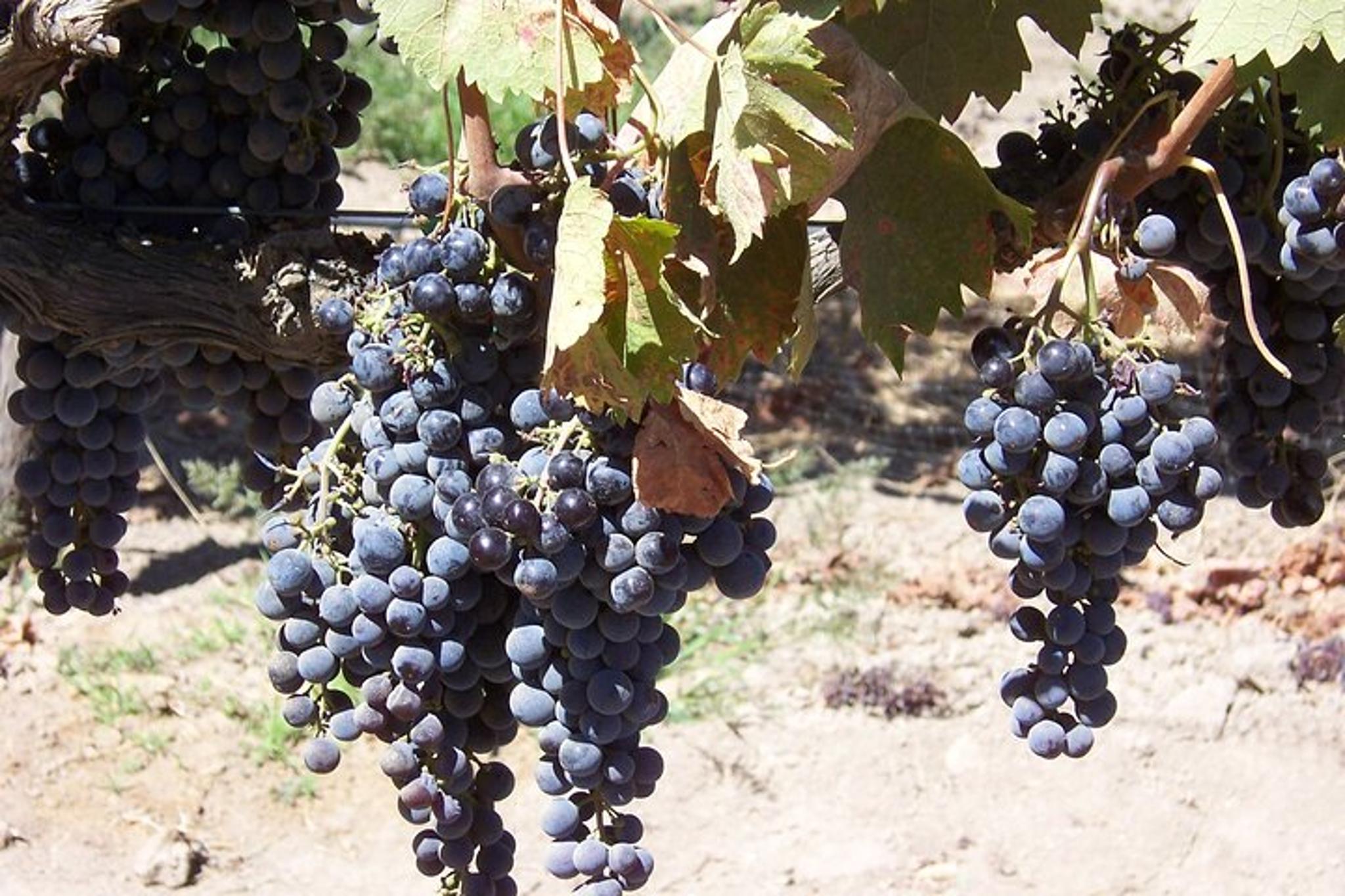 Santa Ynez Valley Wine Country Van Tour - Image 3