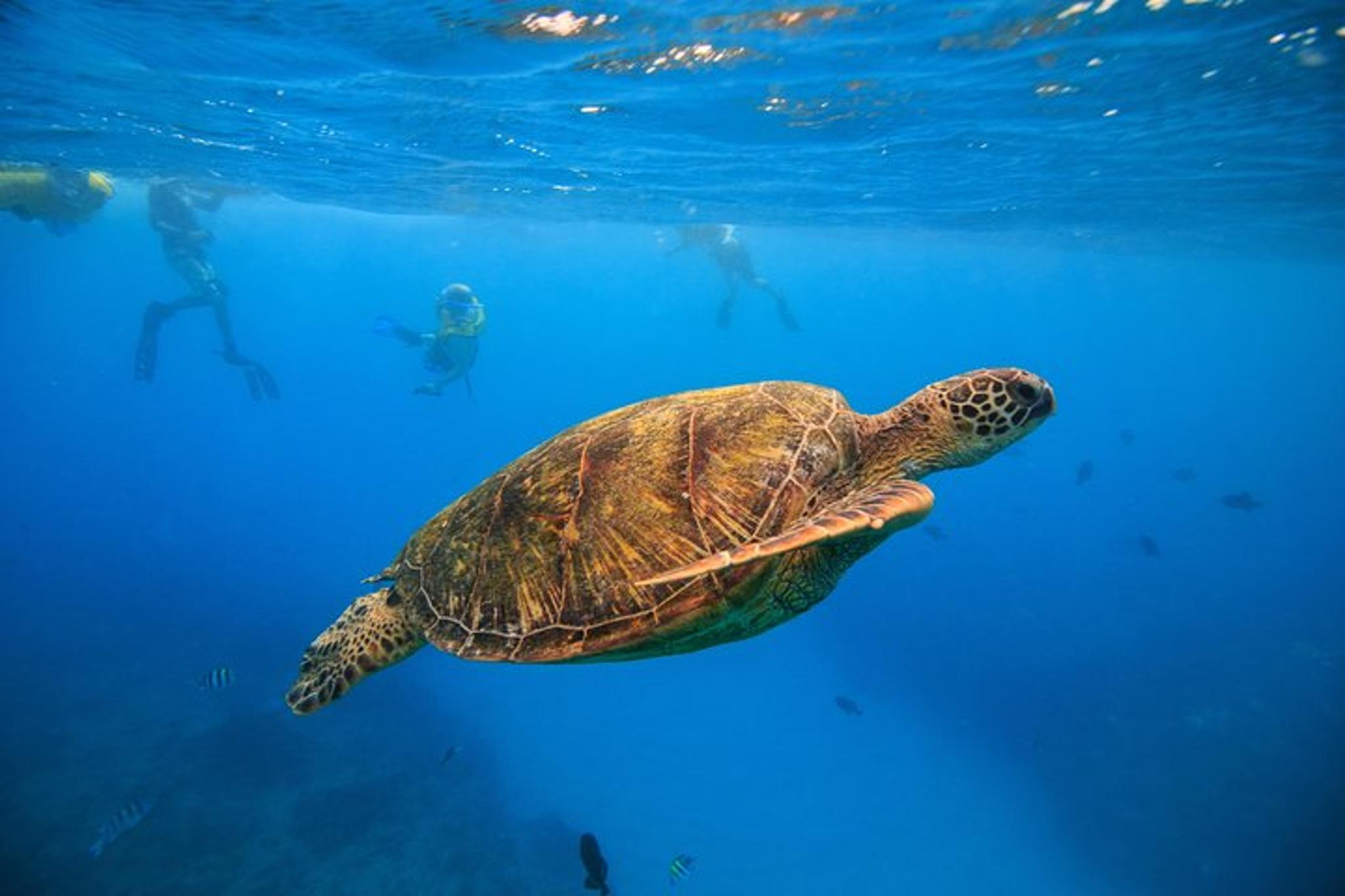 Waikiki Turtle Canyon Snorkel Excursion 2 hr