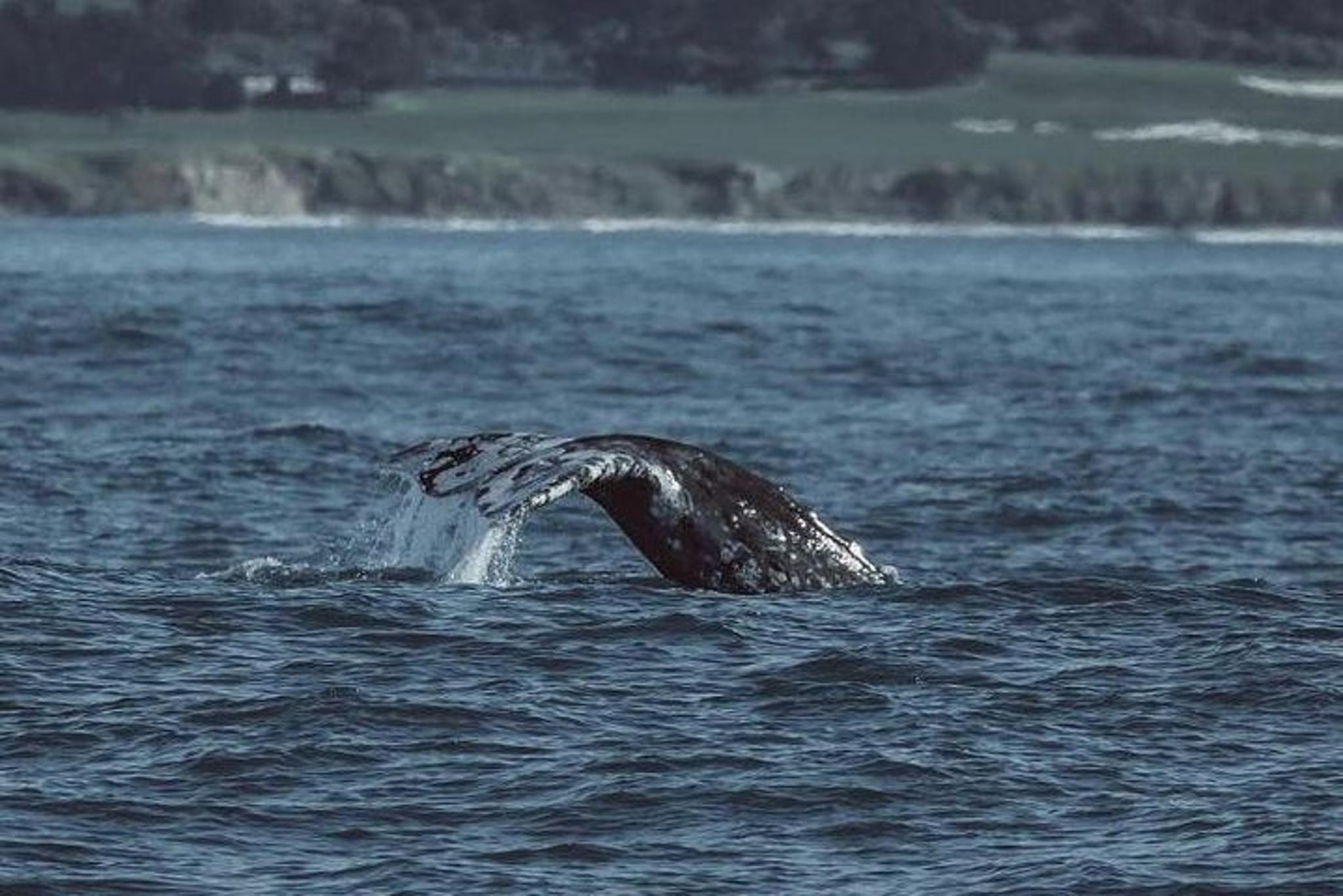 Monterey Whale Watching Tour - Image 5