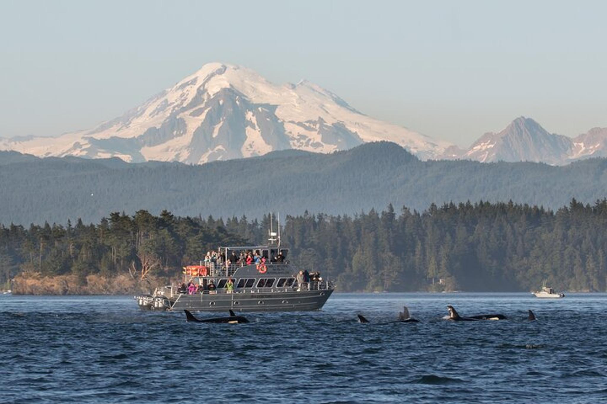 Orcas Island Whale Watching Tour
