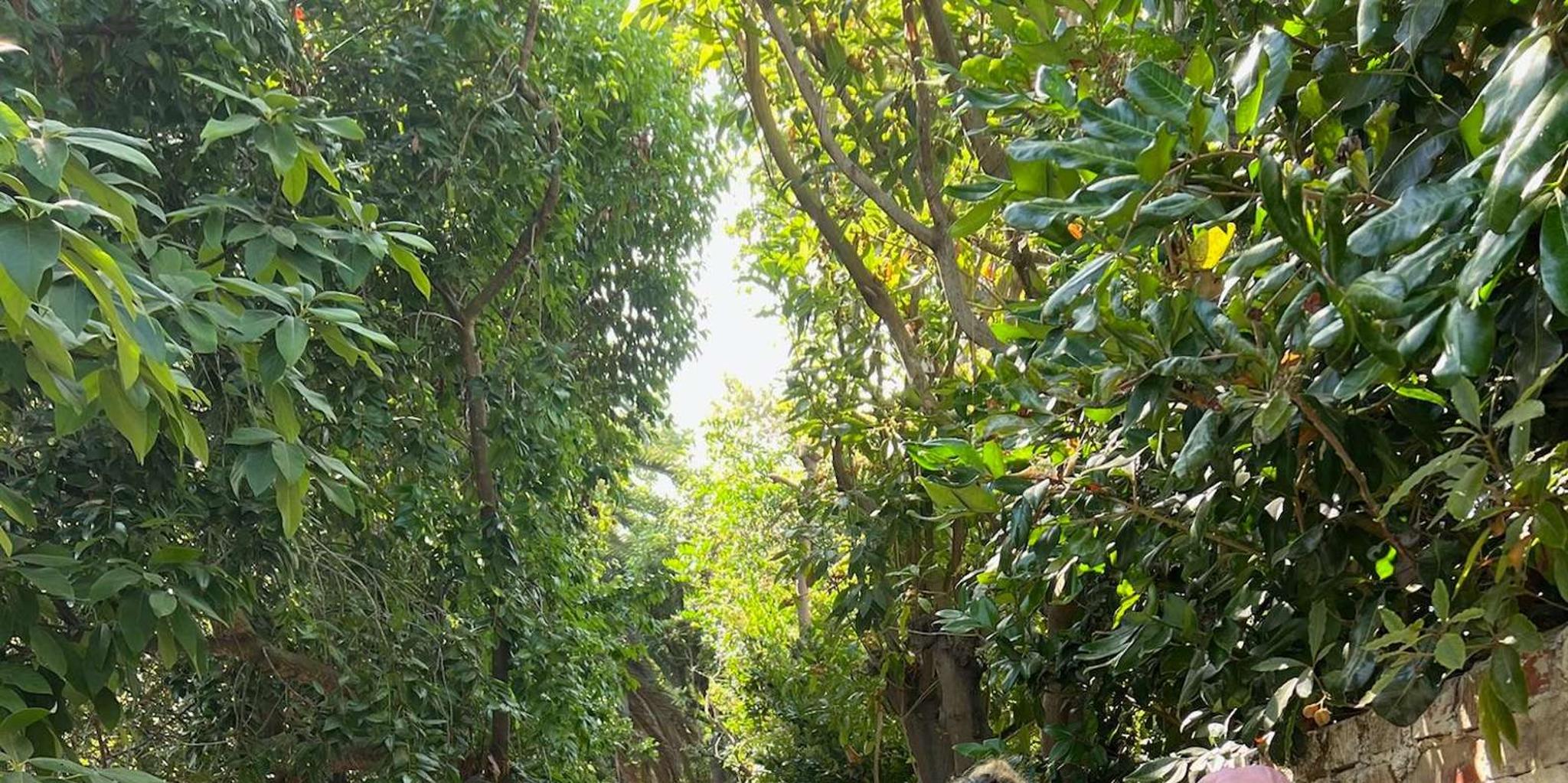 Santa Monica Hidden Stairways & Canyon Paths Tour - Image 3