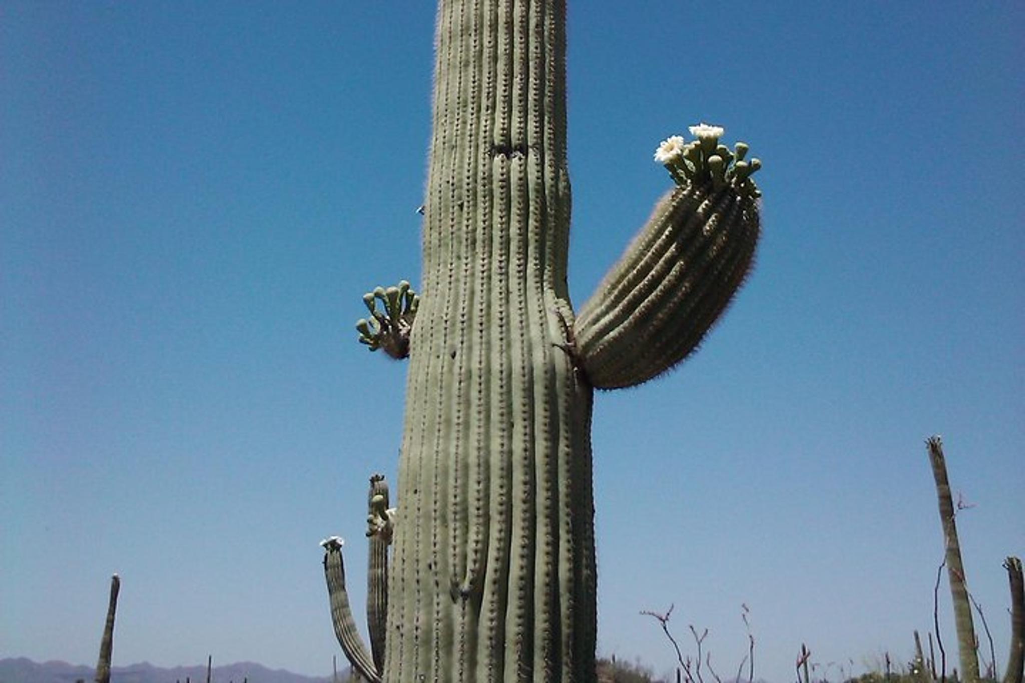 Apache Trail Tour with Dolly Steamboat - Image 3
