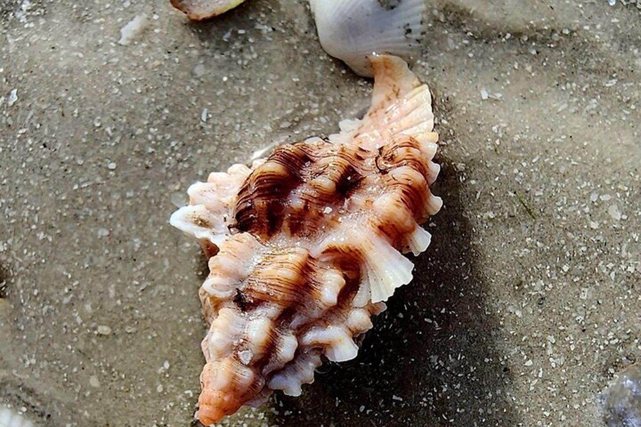 Marco Island Shelling and Dolphin EcoTour 3 hr - Image 1