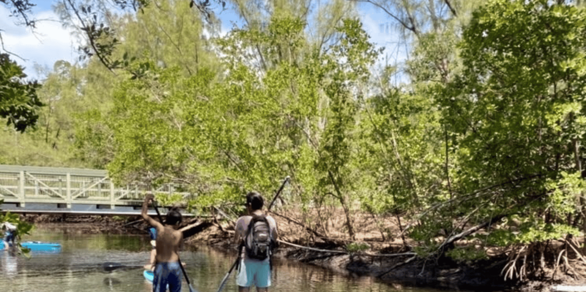 Miami Mangrove Exploration on SUP/Kayak - Image 6