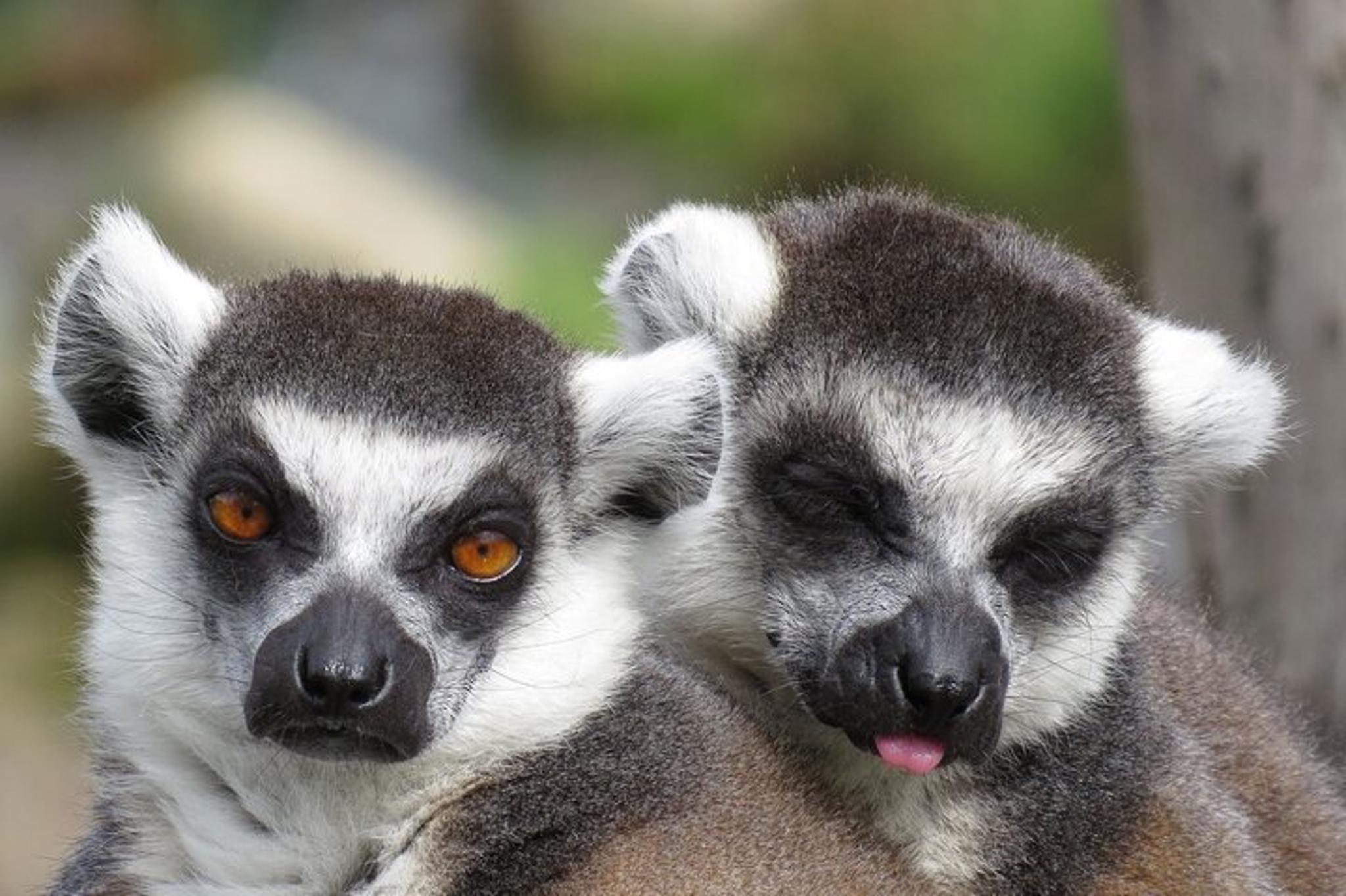 Sonoma Safari Adventure at Safari West 3 hr - Image 6