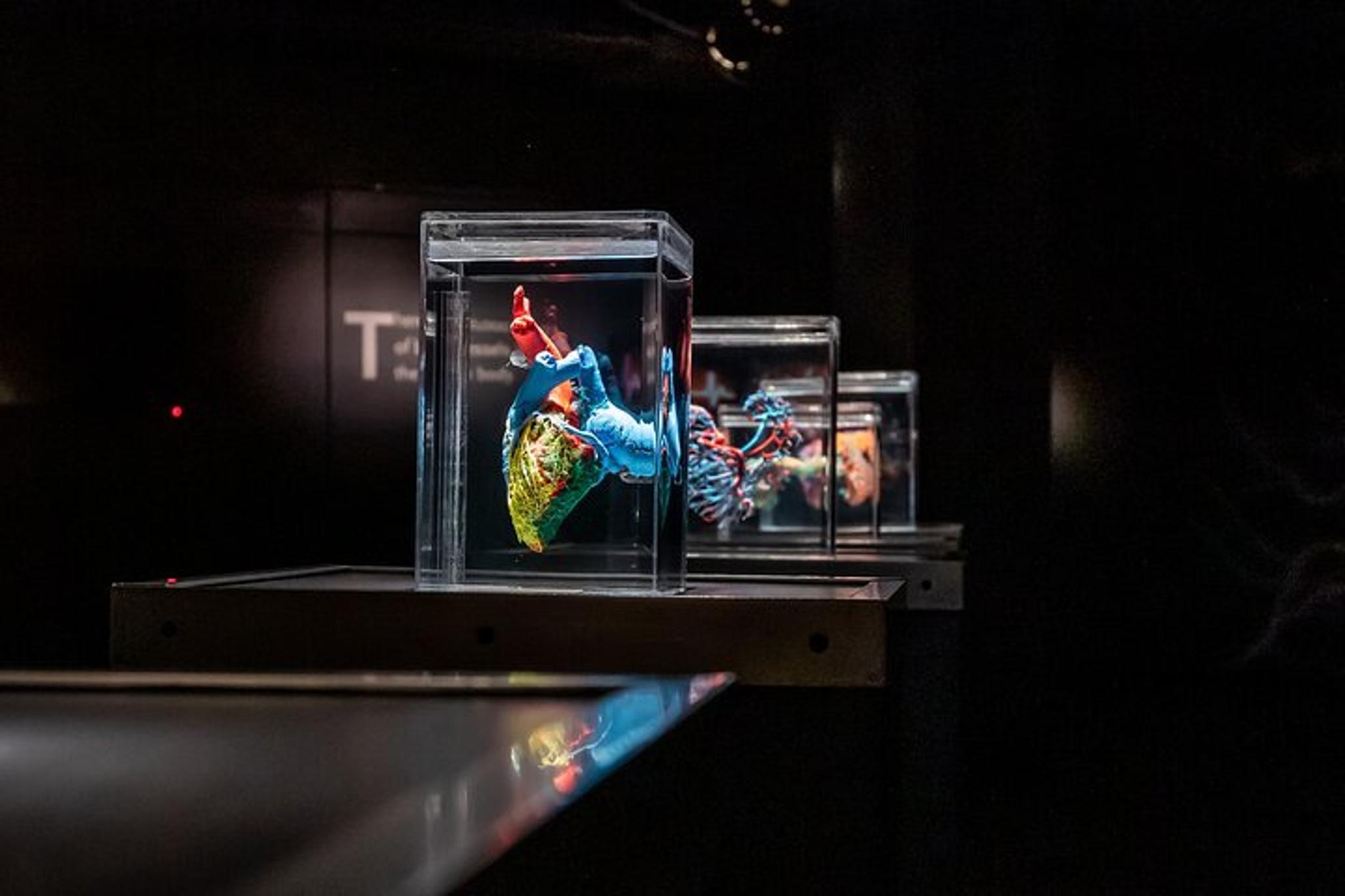 Las Vegas Bodies The Exhibition - Image 4