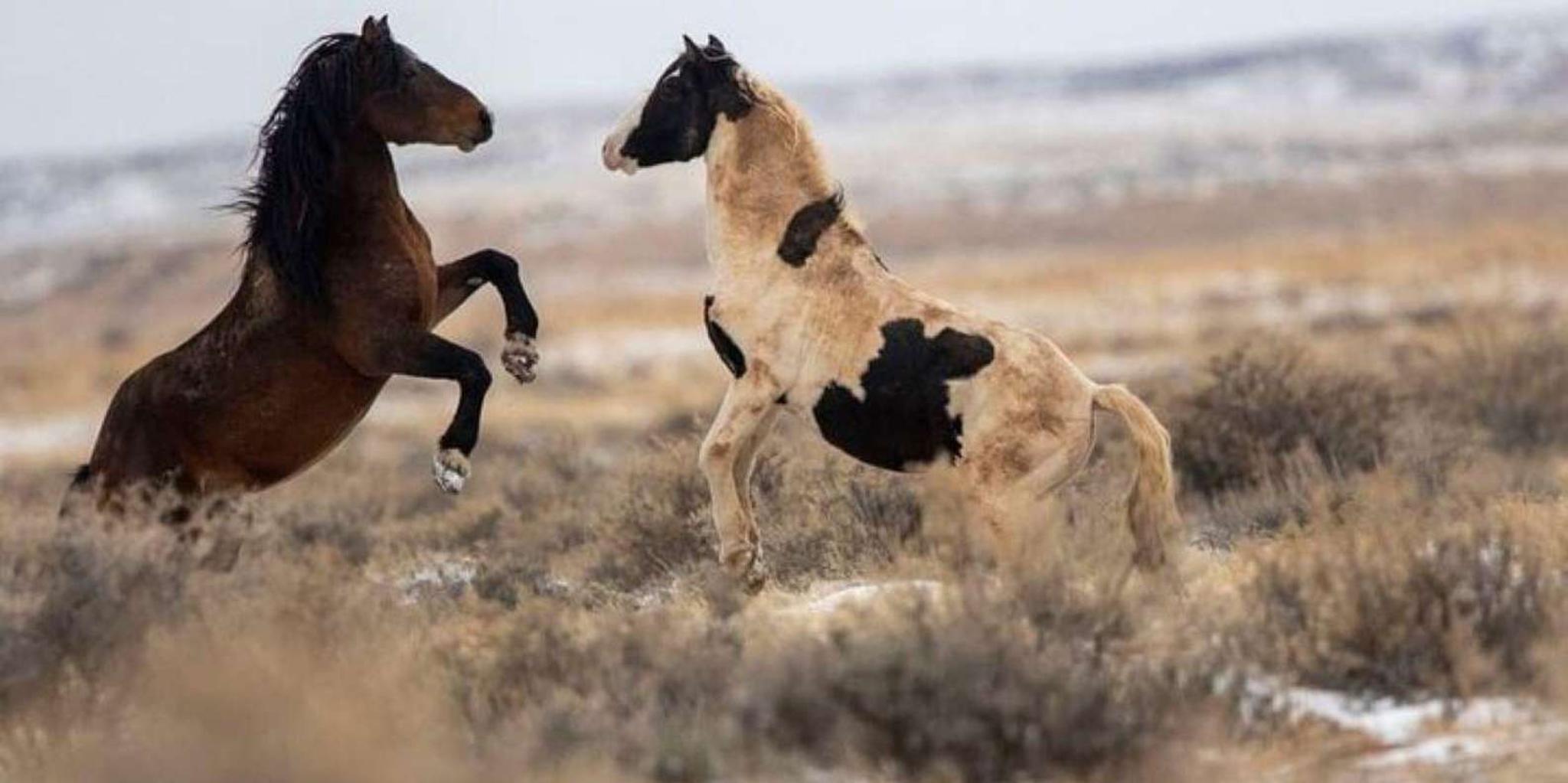Cody Wild Mustang Tour - Image 5