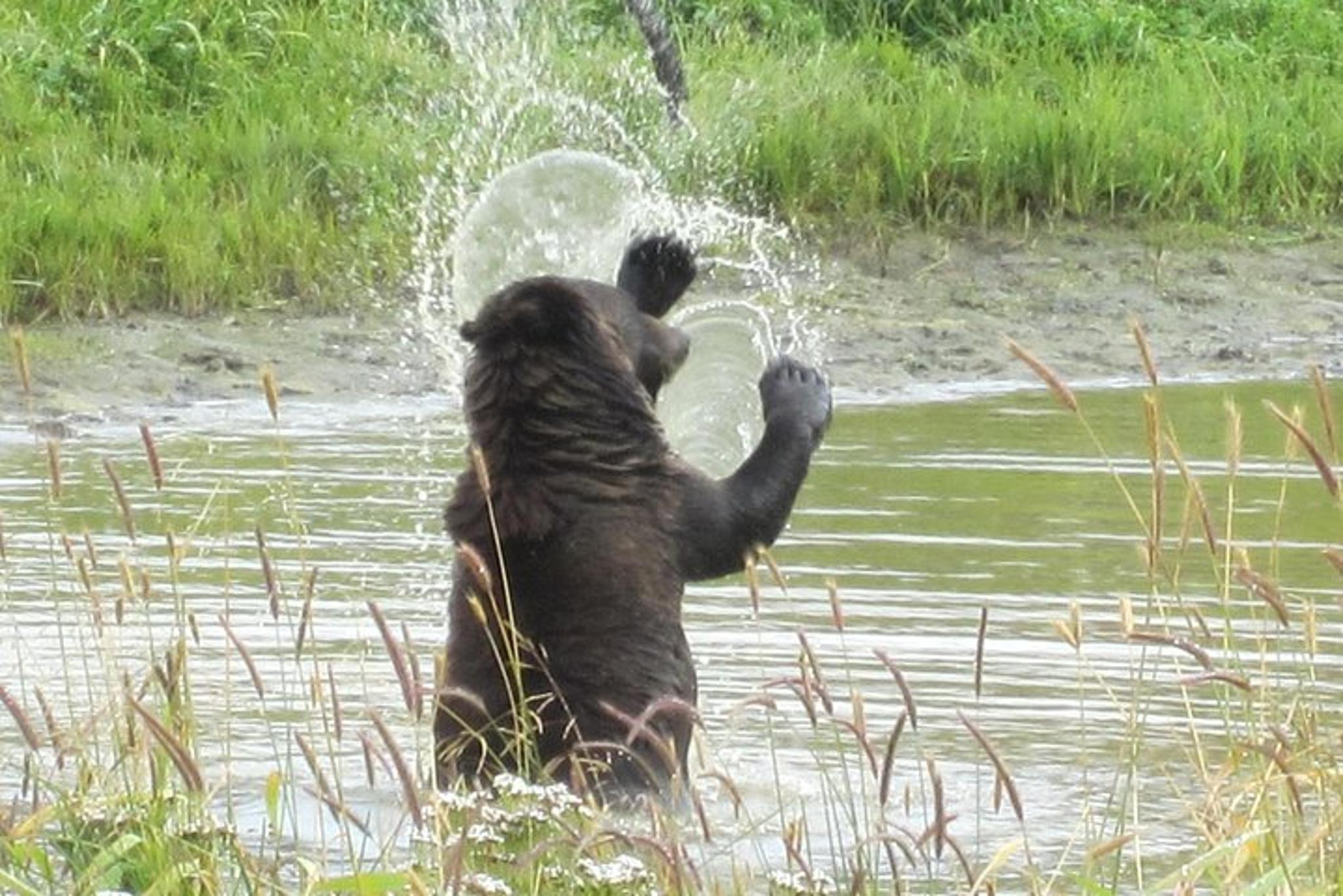 Anchorage Wildlife and Glacier Tour with Rainforest Walk - Image 5