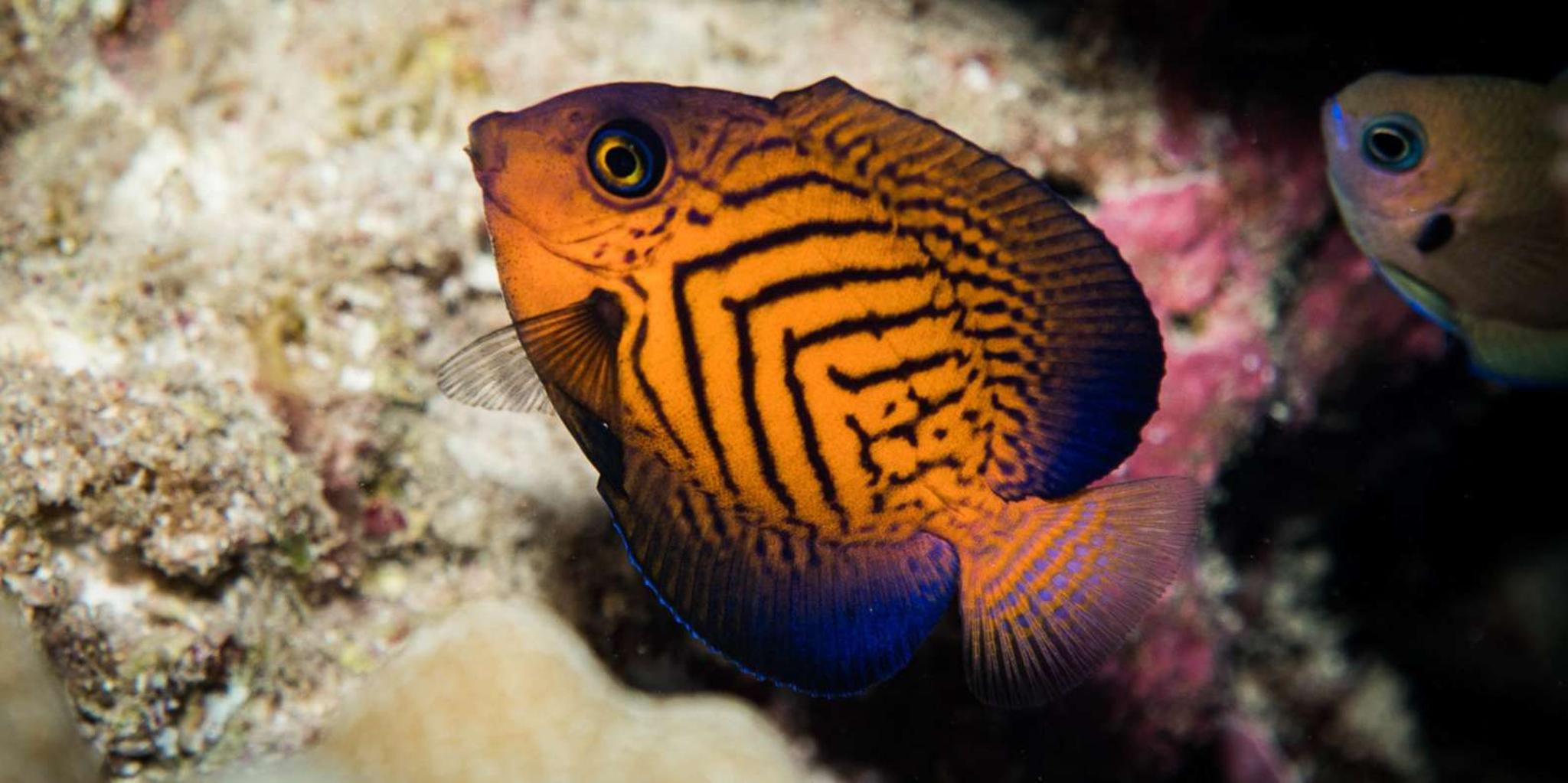 Lahaina Scuba Diving Introductory Lesson - Image 5