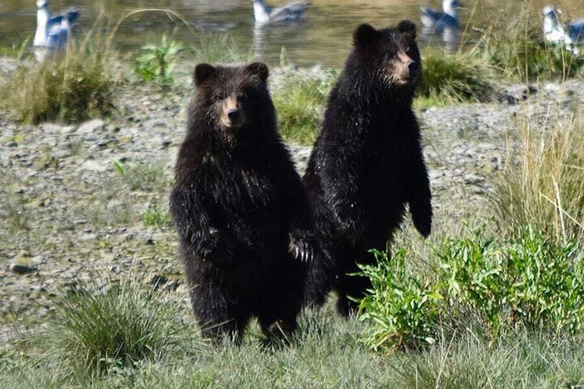 Juneau Brown Bear Viewing Adventure - Image 6