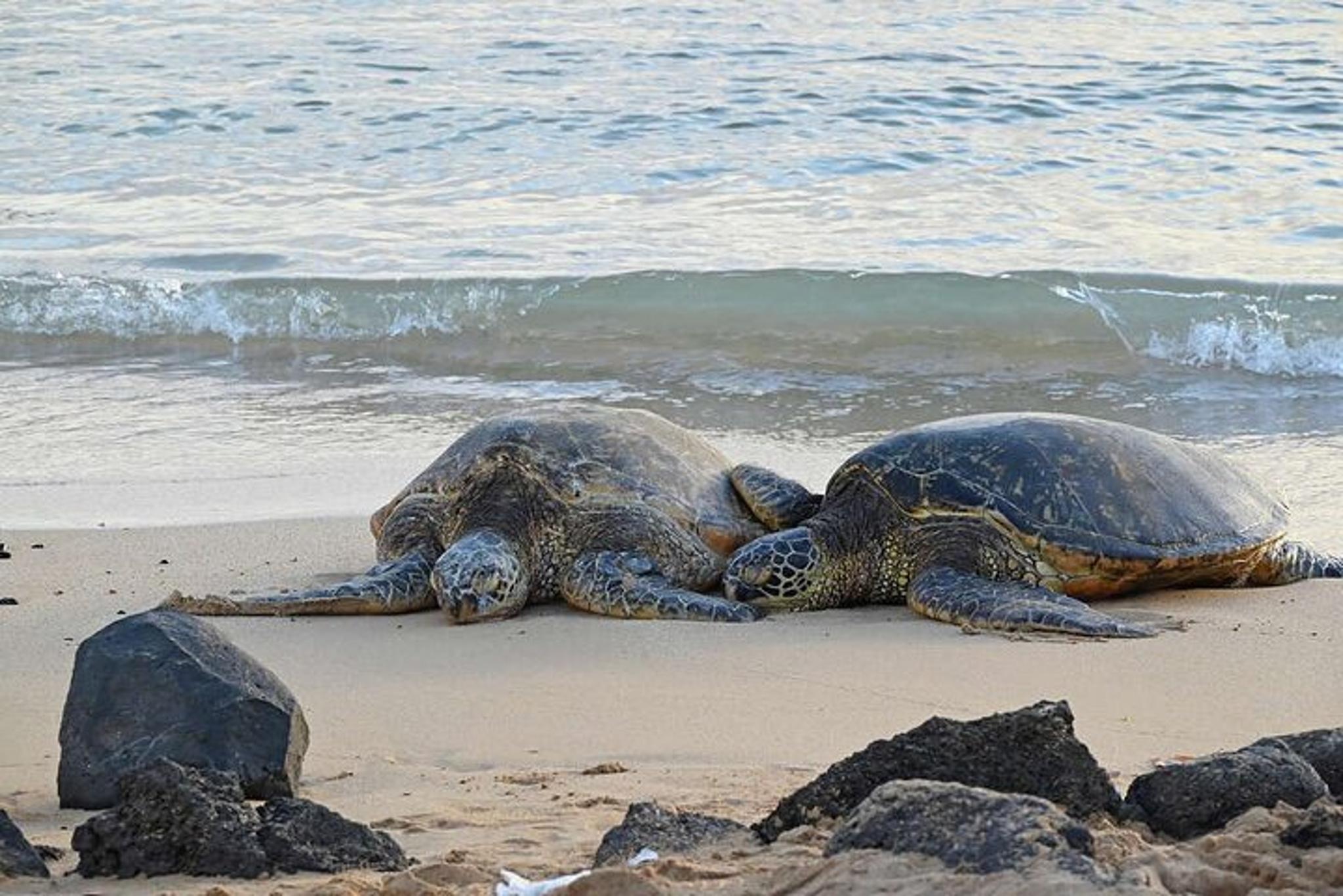 Oahu Circle Island Tour - Image 2