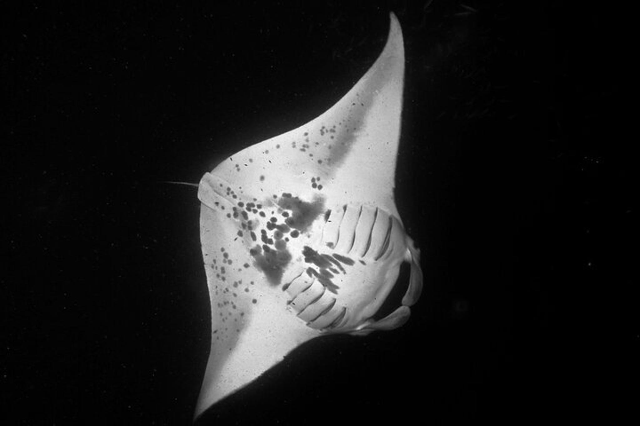 Kailua-Kona Manta Ray Night Snorkel Small Group - Image 3