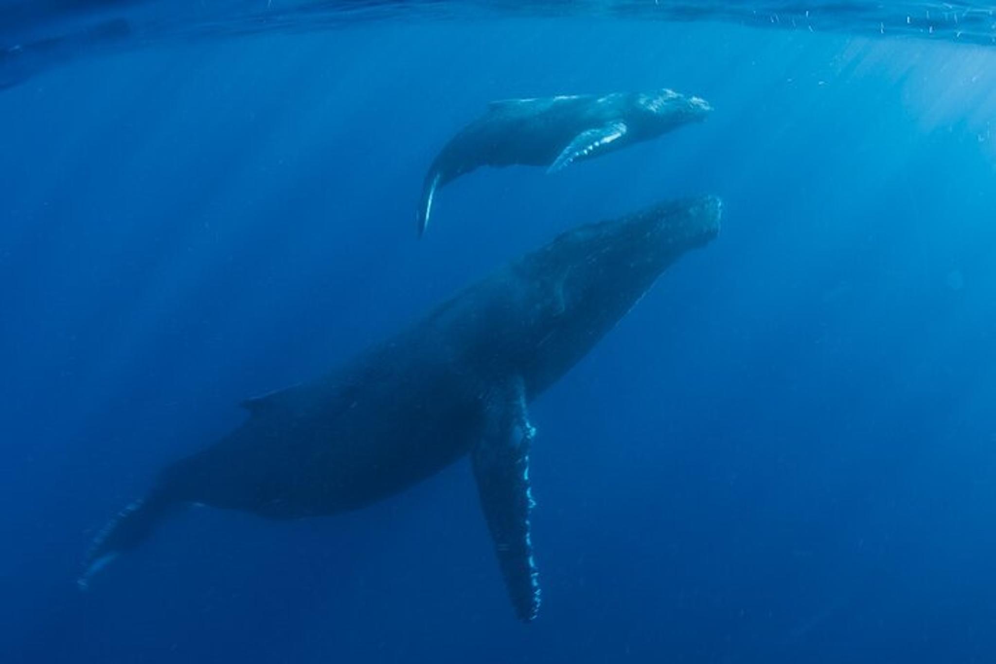 Kaua'i Whale Watching and Snorkeling Adventure - Image 3