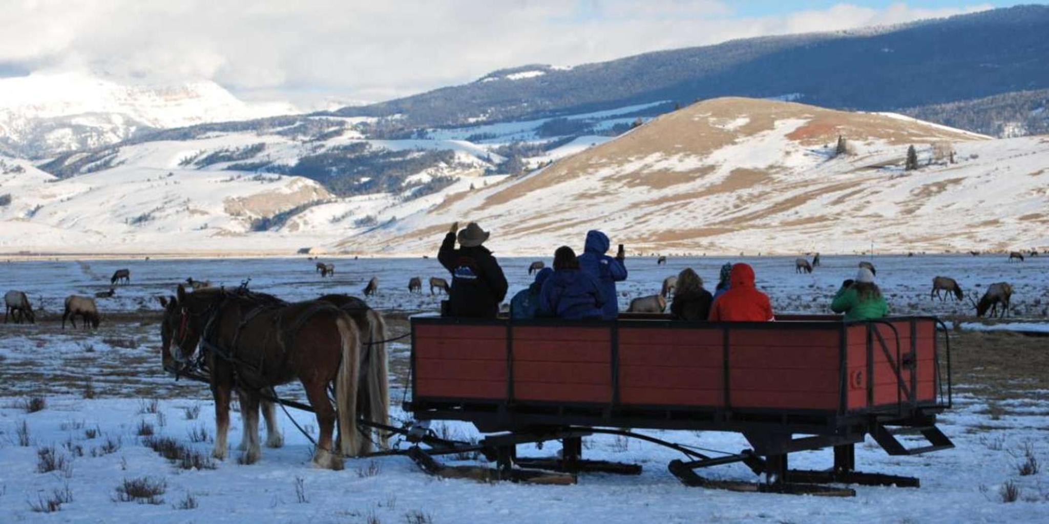 Jackson Hole National Elk Refuge Sleigh Ride - Image 4