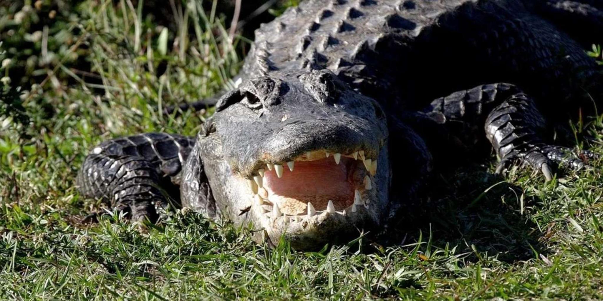 New Orleans Airboat Swamp Tour - Image 4