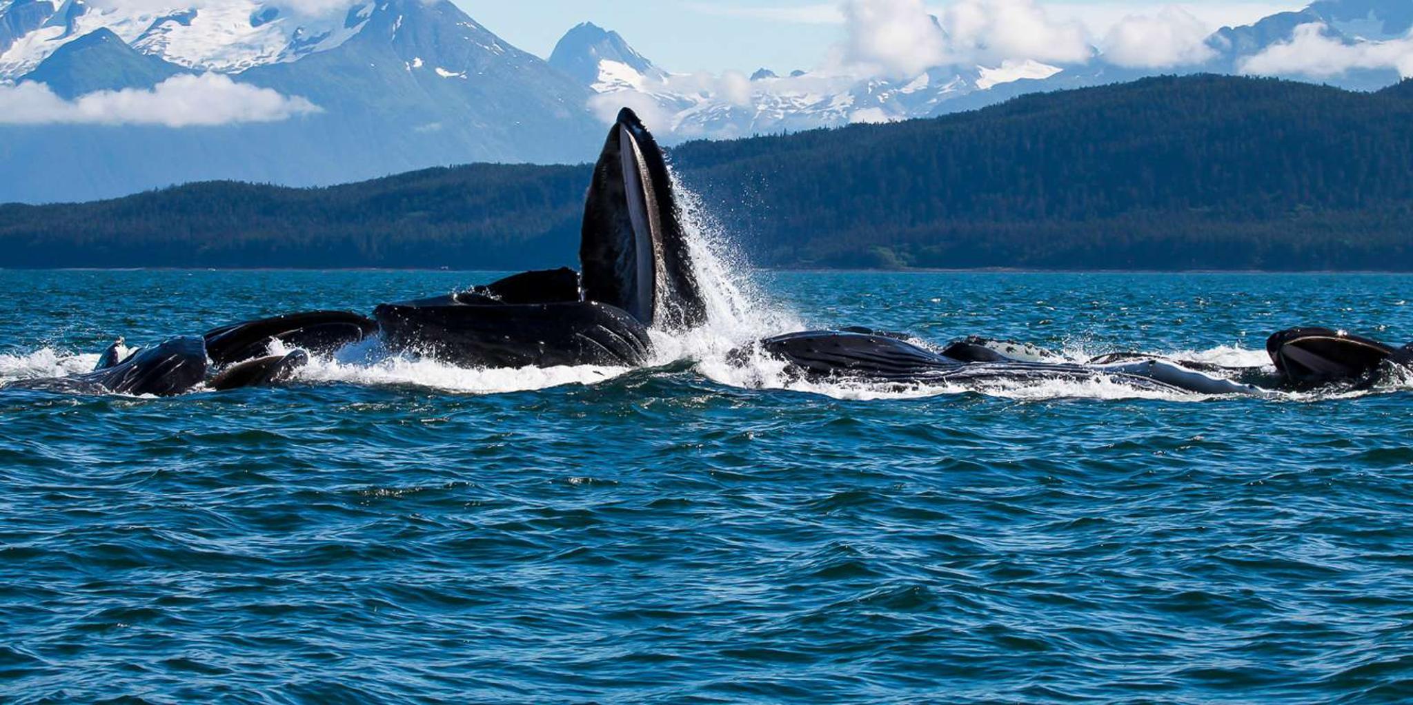 Juneau Whale Watching Cruise - Image 2