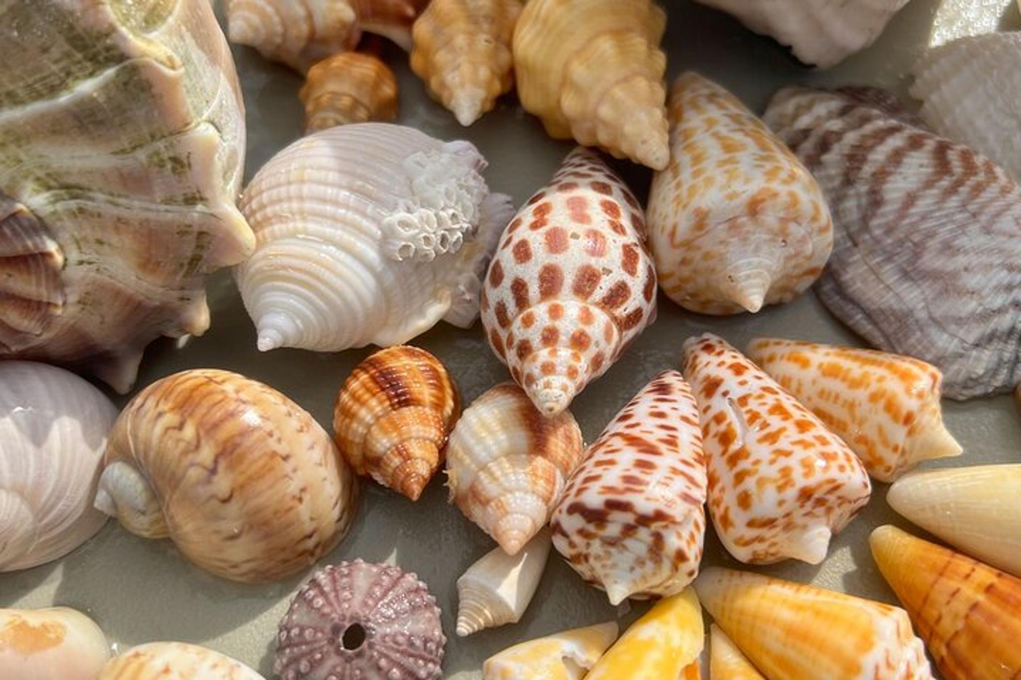 Marco Island Shelling Tour - Image 3