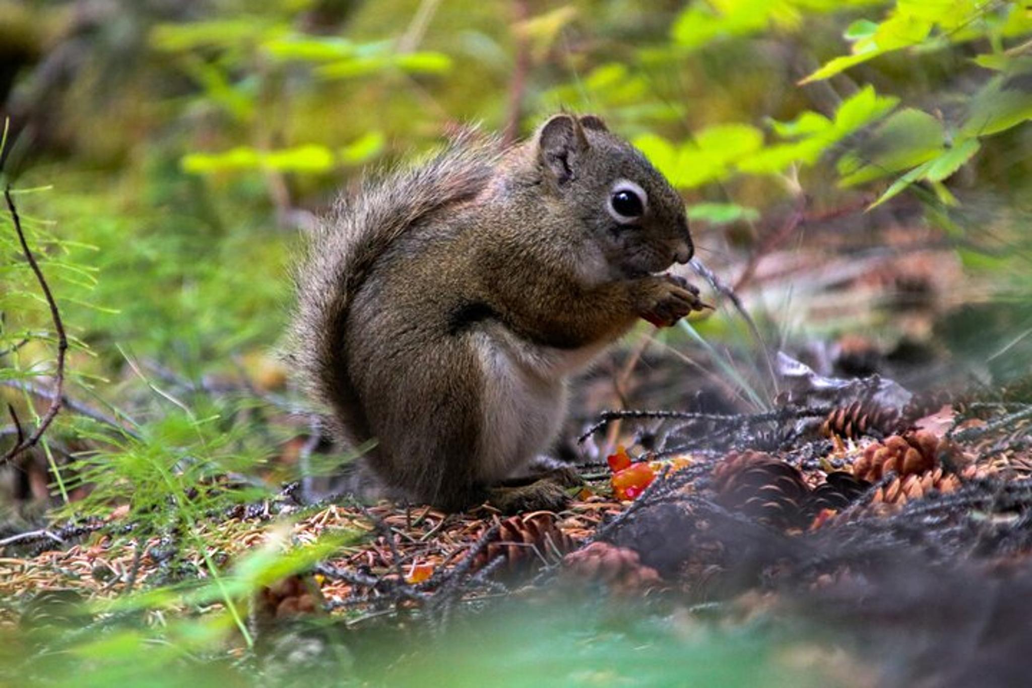 Denali Nature Hike - Image 6